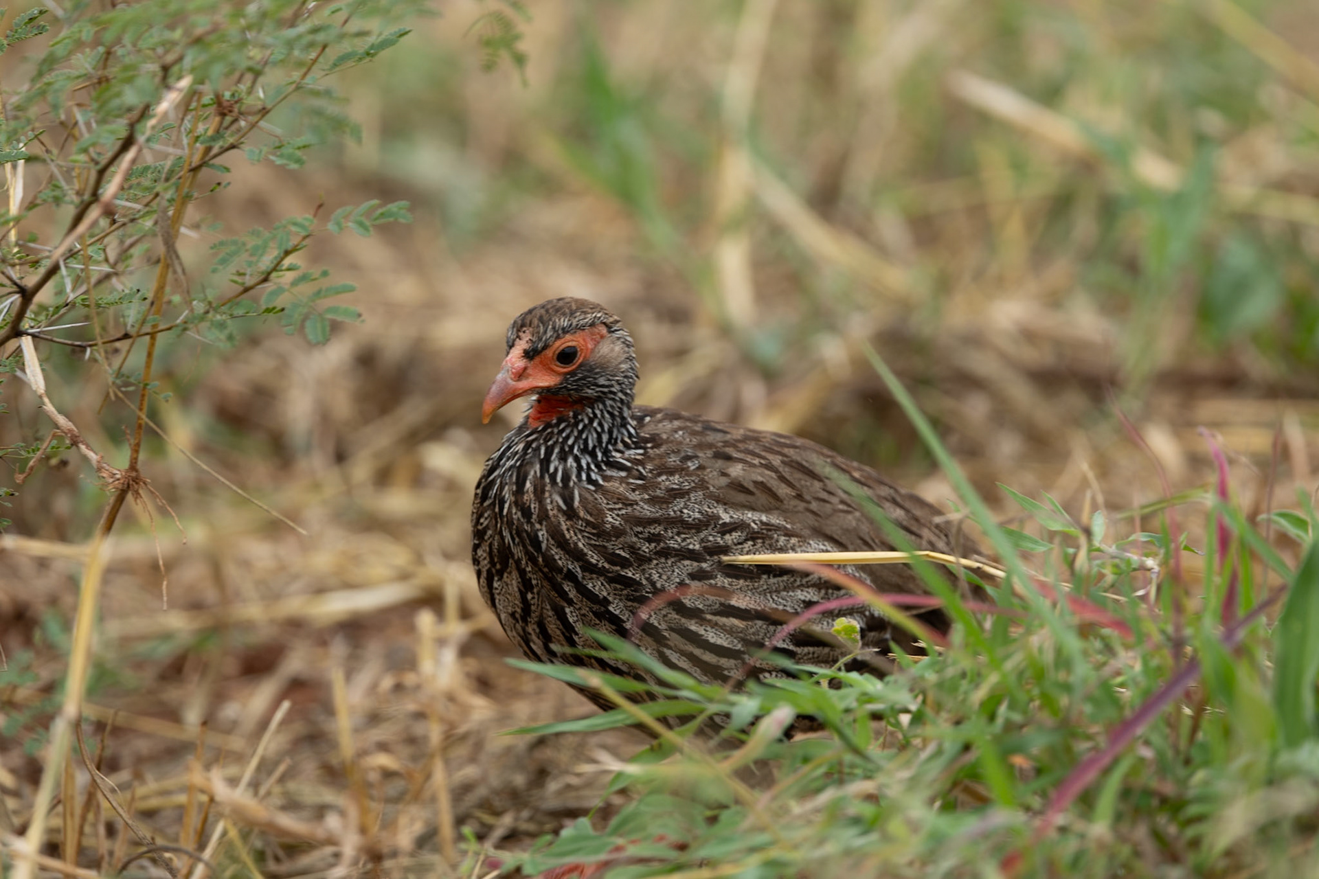 Wildlife of Tarangire