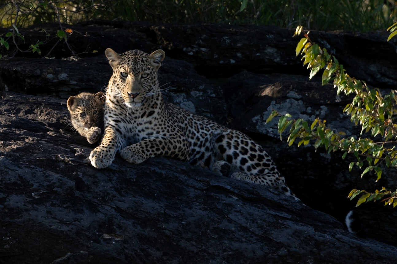 Leopard with cub
