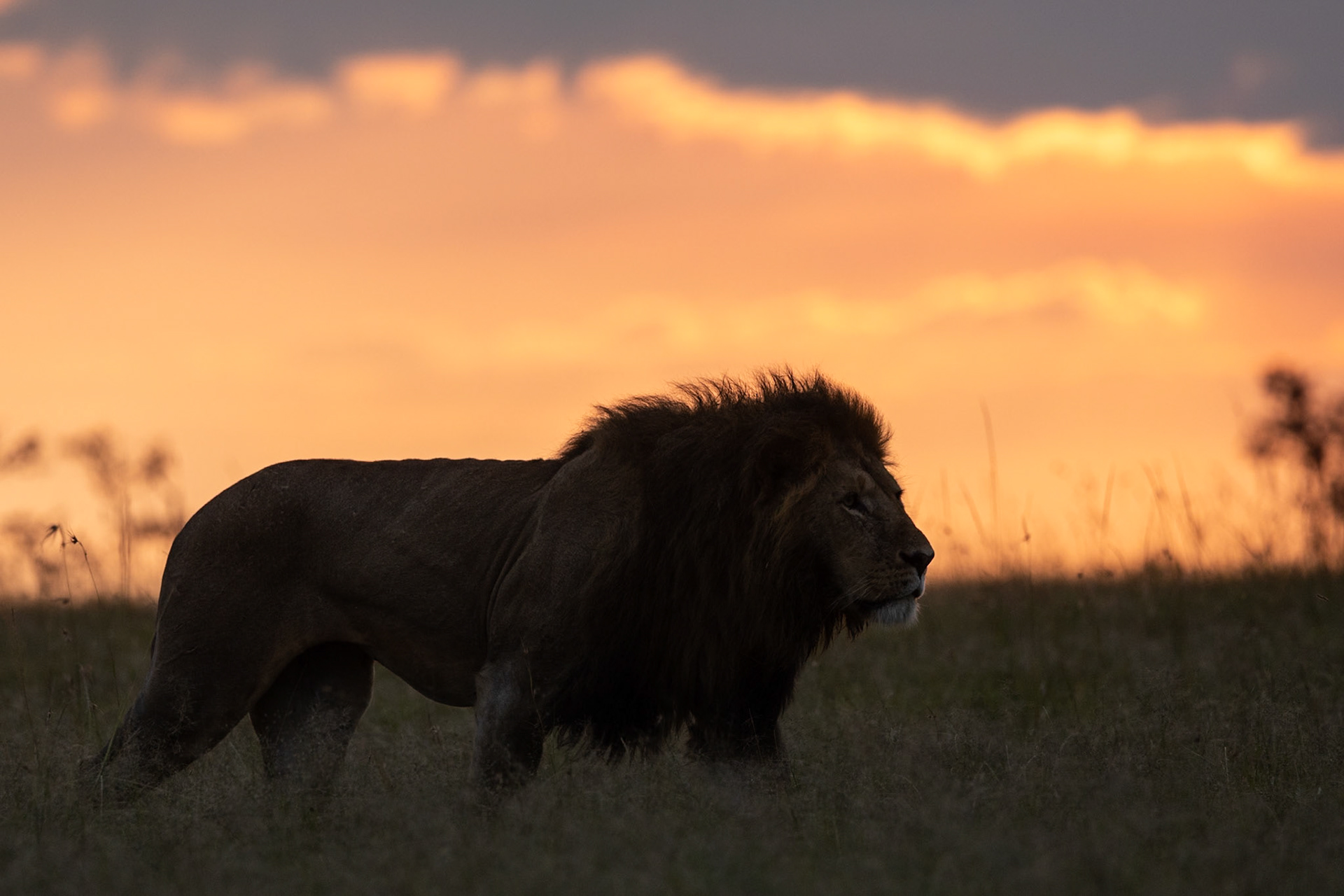 Lions of the mara
