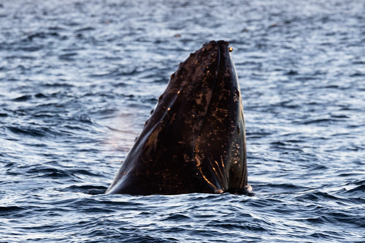 Humpback Spyhopping