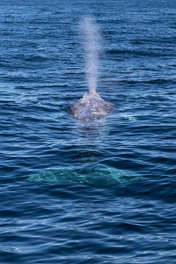 Humpback Whale