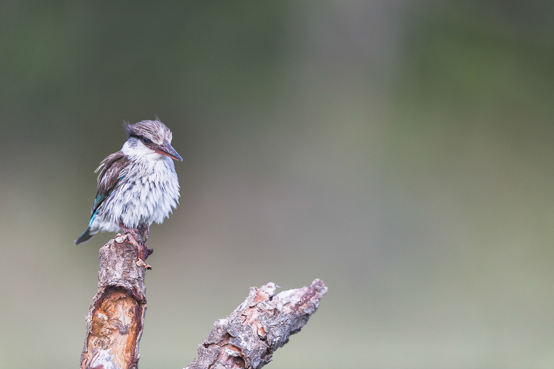 Various Wildlife Scenes