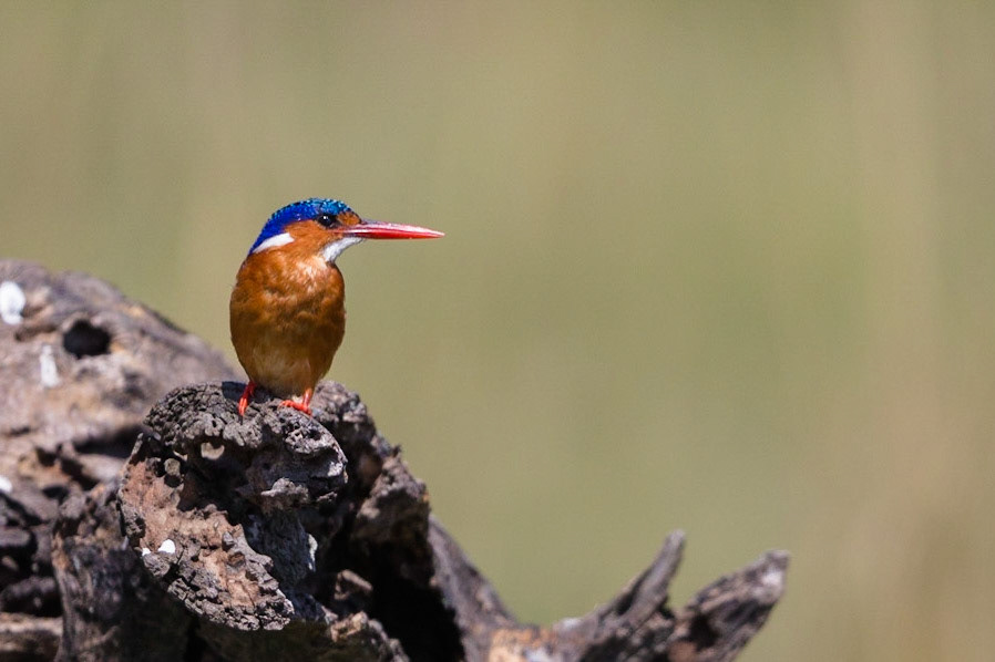 Various Wildlife Scenes