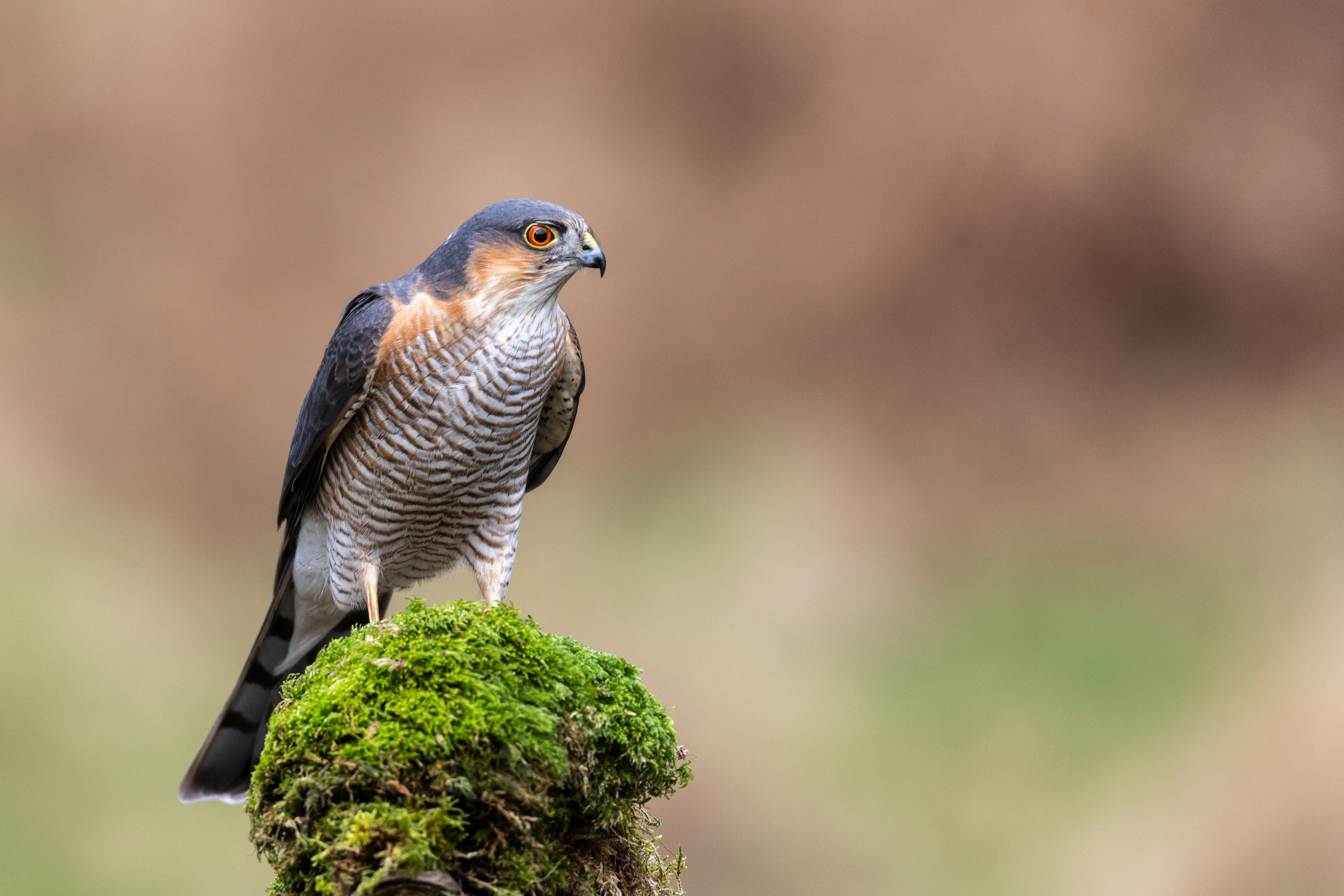 Sparrowhawk