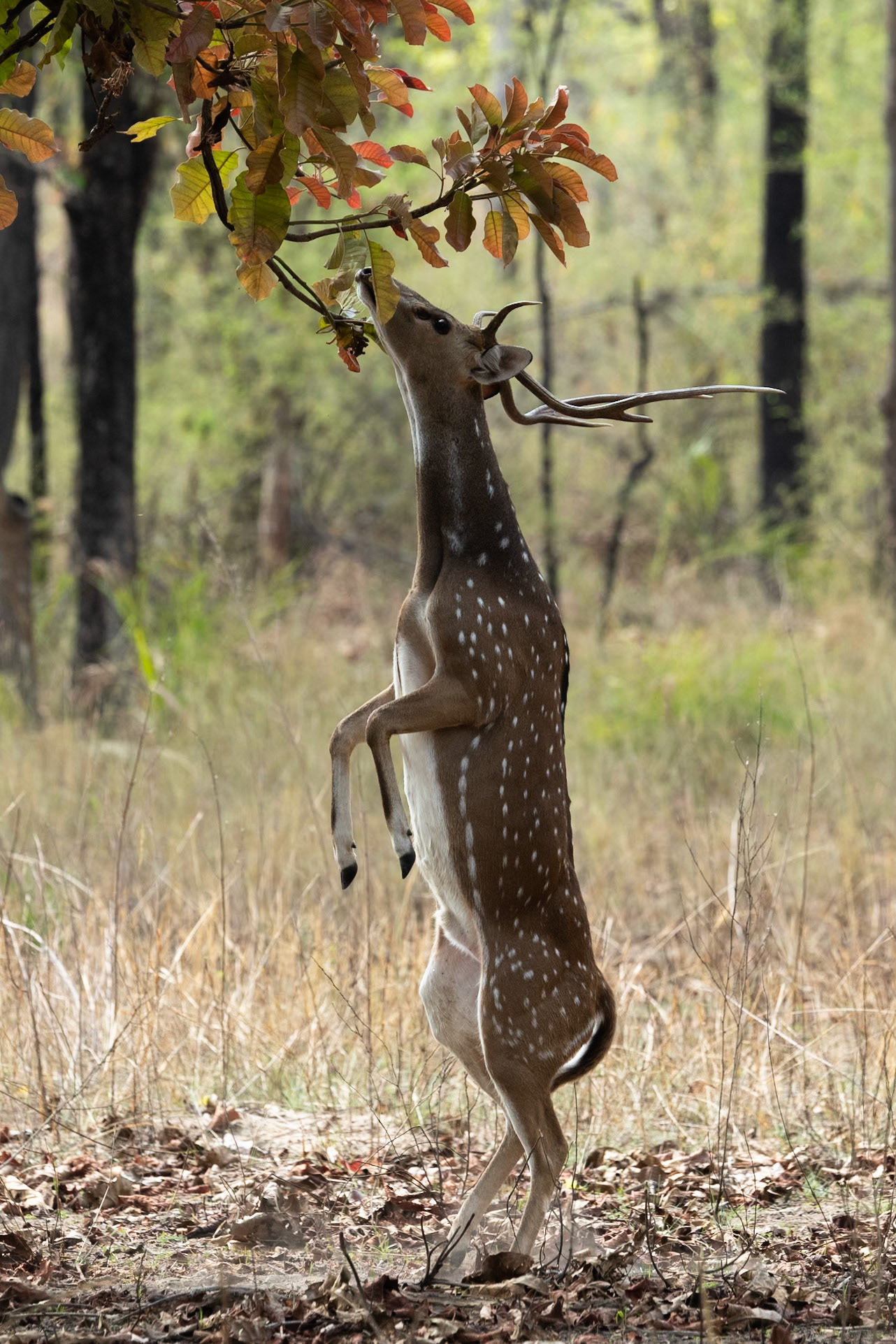 Chital feeding