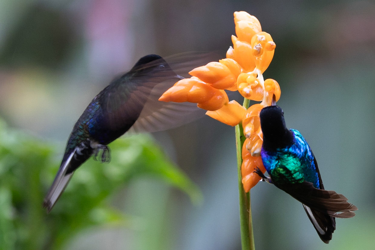 Birds and Mammels of the Cloud Forest