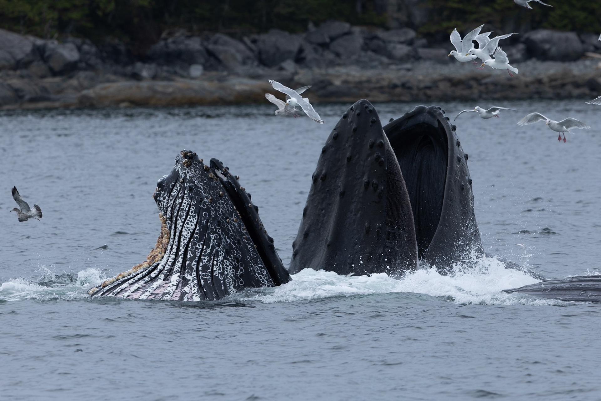 A group of humpback whales bubblenet feeding in the waters off of British Columbia in the great bear rainforest