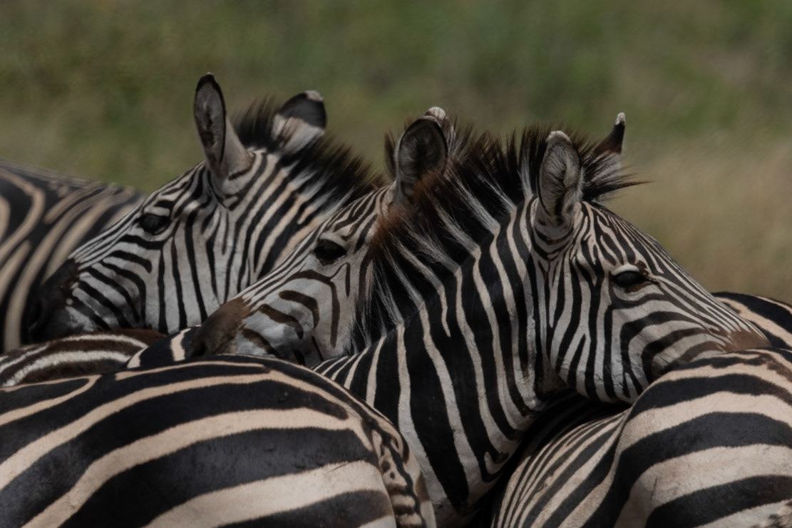 Wildlife of Tarangire
