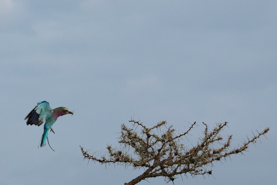 Wildlife of Tarangire