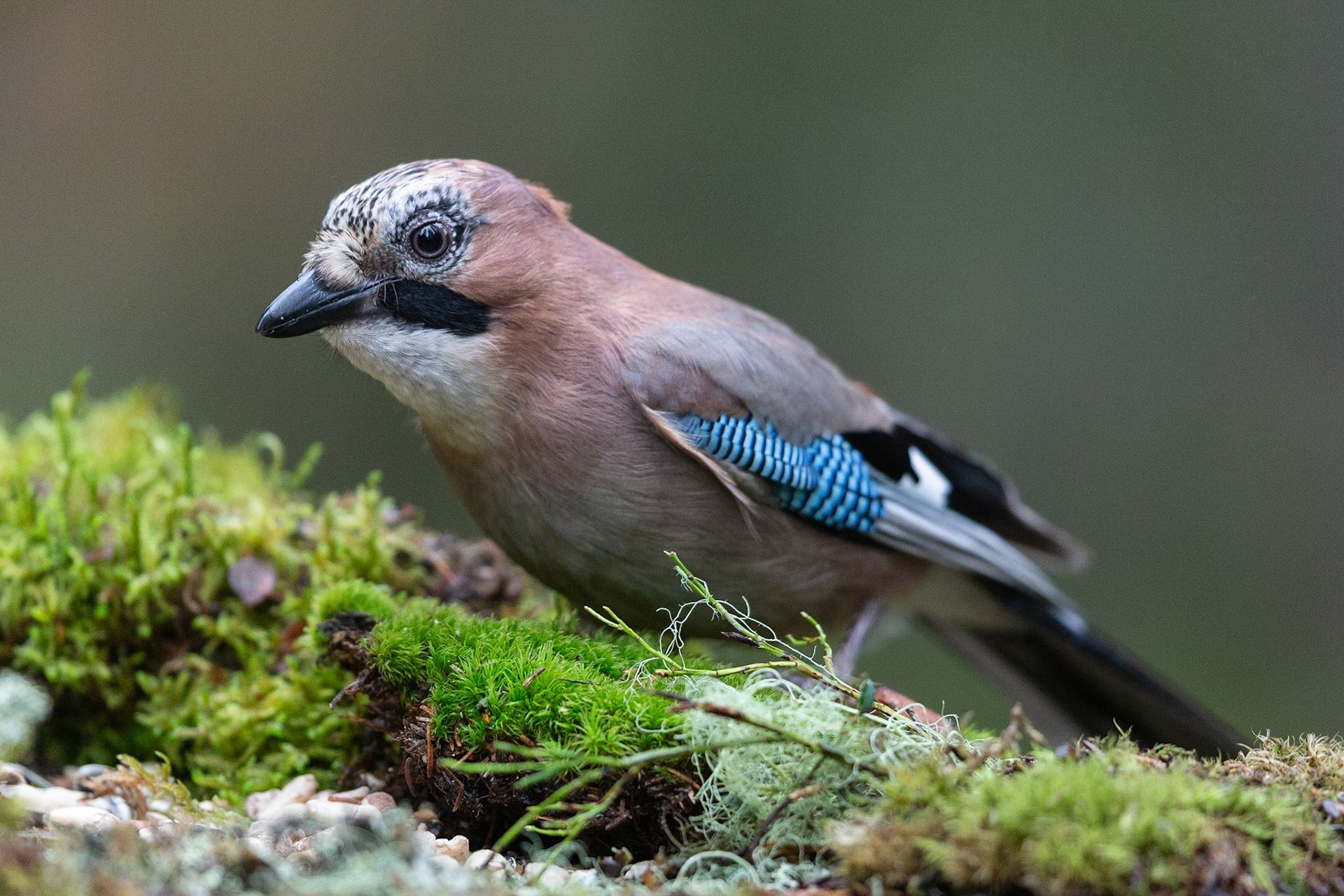 Eurasian Jay