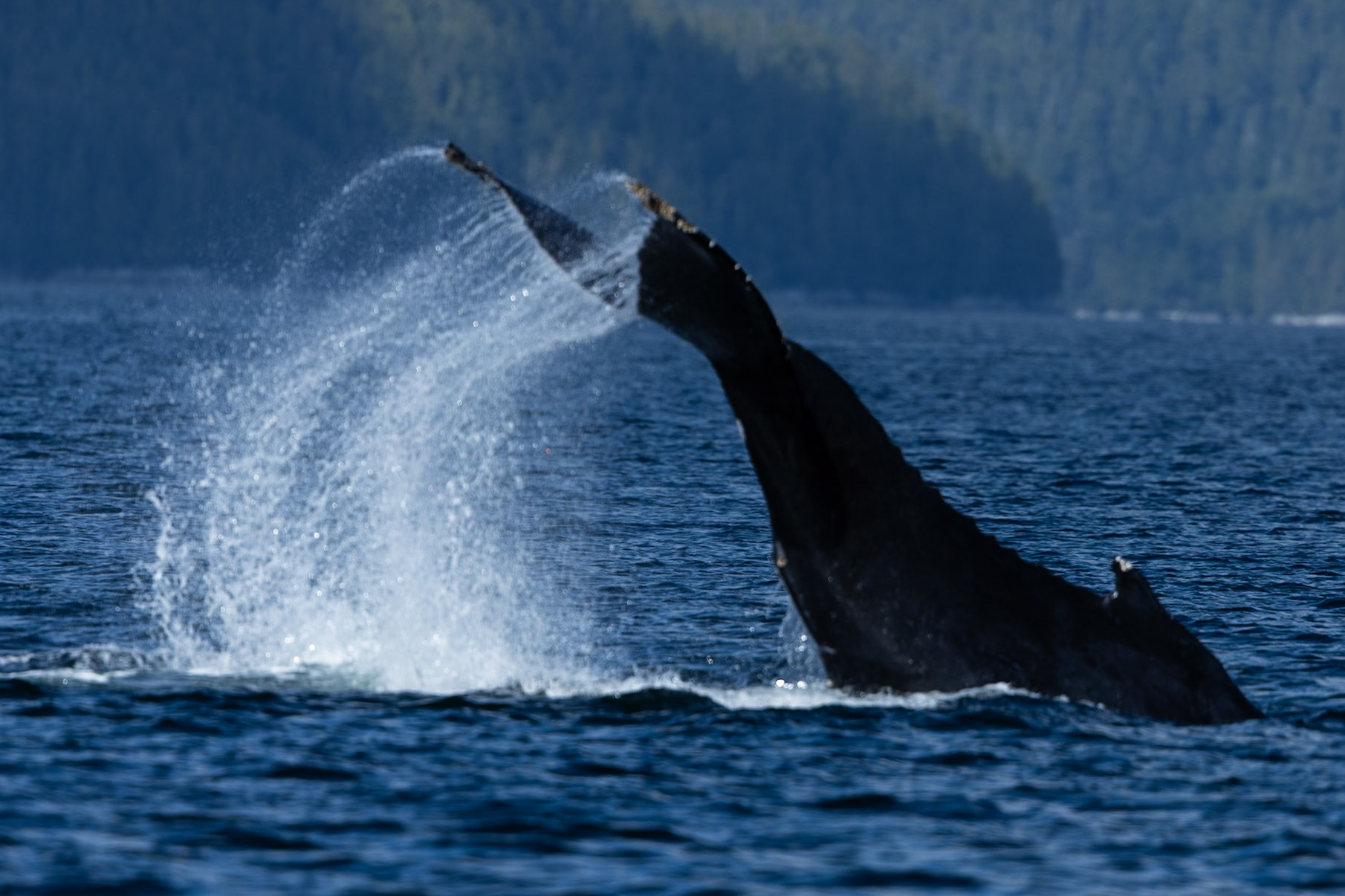 Wildlife of The Great Bear Rainforest