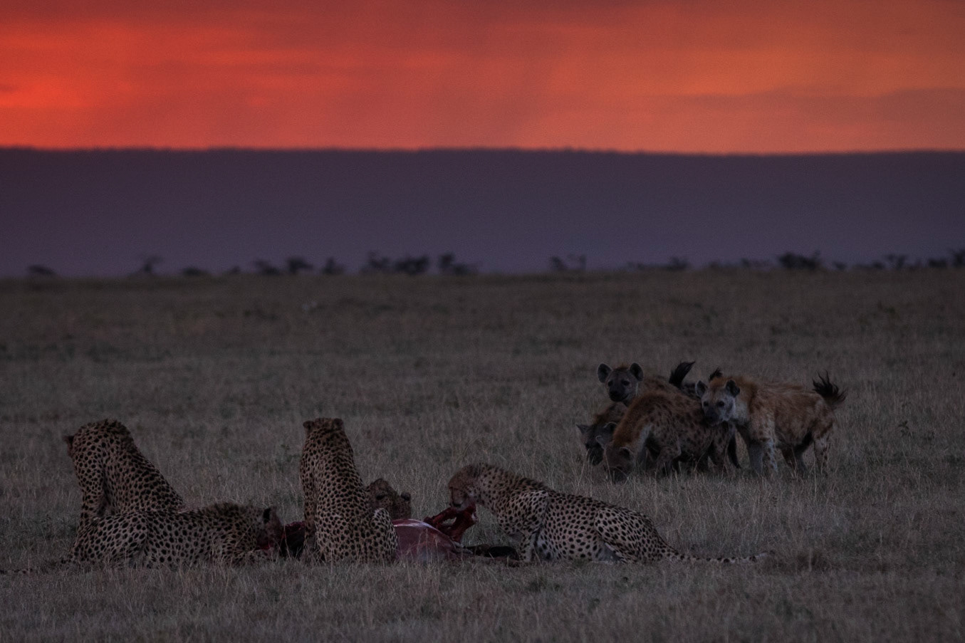 As the sun goes down the Hyaenas build up the courage to  chase off the cheetahs from their hard earned kill. Fortunately they had managed to hold them off and feed for an hour before they moved in.. Olare Motorogi Conservancy. Kenya.