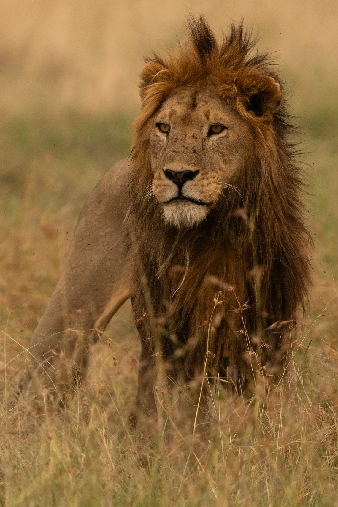 Wildlife of the Serengeti