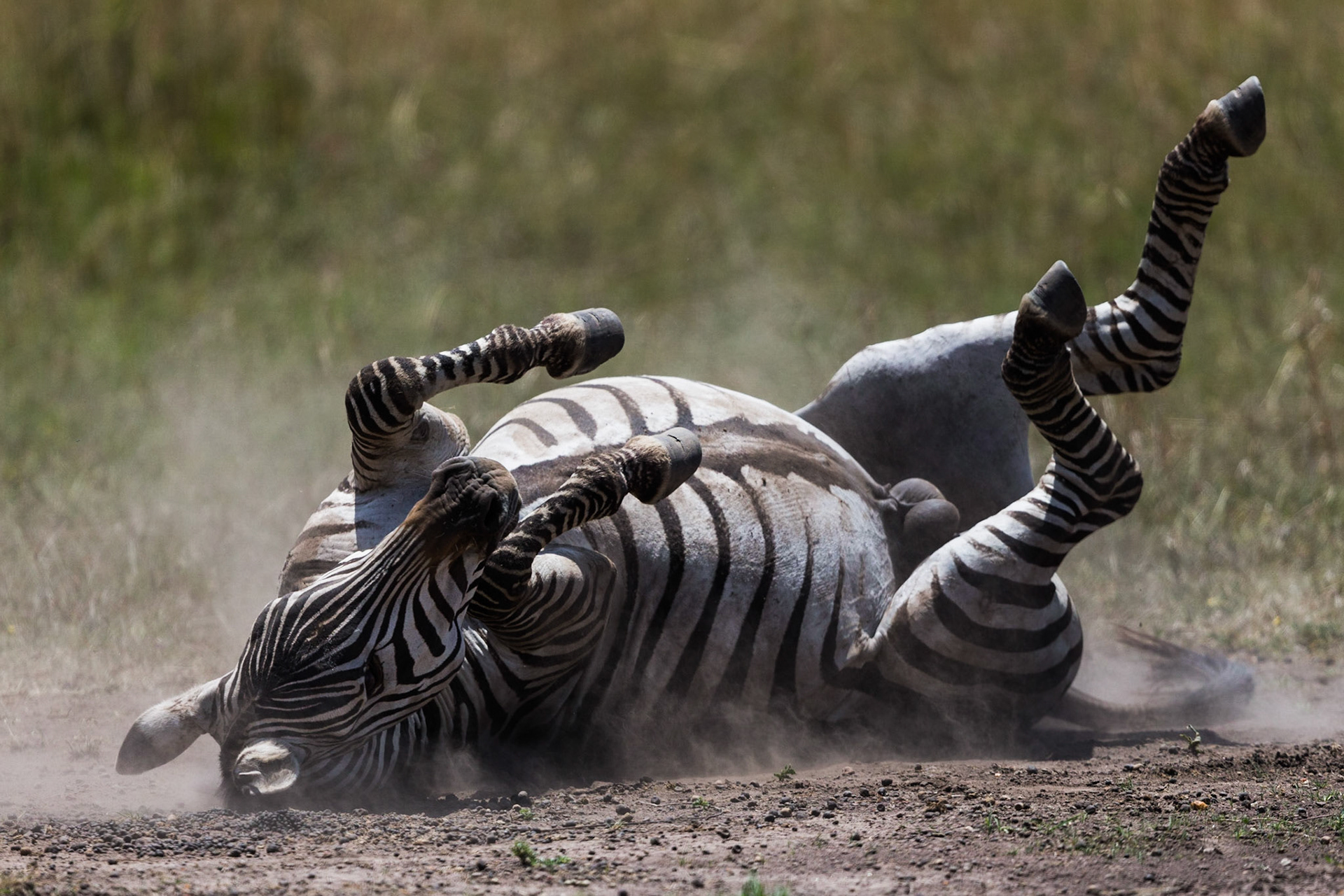 Various Wildlife Scenes