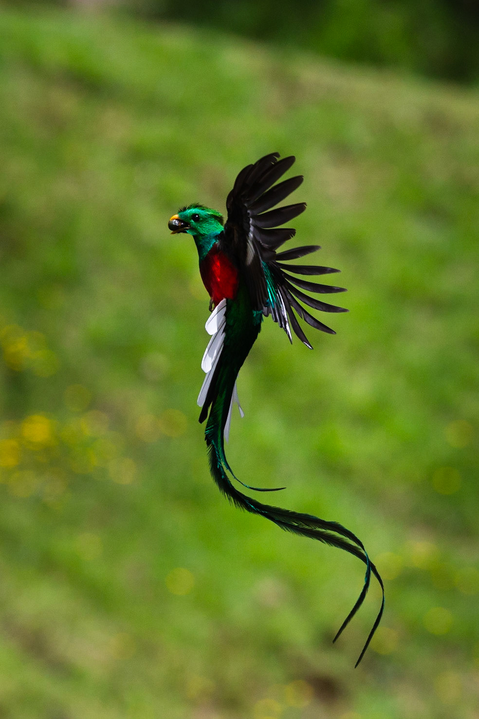 A Resplendent Quetzal returning to it's nest to feed its young after foraging for avocado. The Quetzals nest in holes in dead tree trunks. In the San Gerado de Dota area of Costa Rica the local farmers are encouraged to not chop down dead trees for firewood to make more nesting areas for quetzals . I visited one of these farms and set up my camera on the nest then waited patiently all morning for the bird to leave and return. The birds fly in quite quickly so a camera that shoots 12 frames a second was essential.CAMERA/TECH SPECIFICATIONS: Canon EOS 1DX, EF 500mm f/4.0L ll USM, 1/6400 @ f/8, ISO 1600