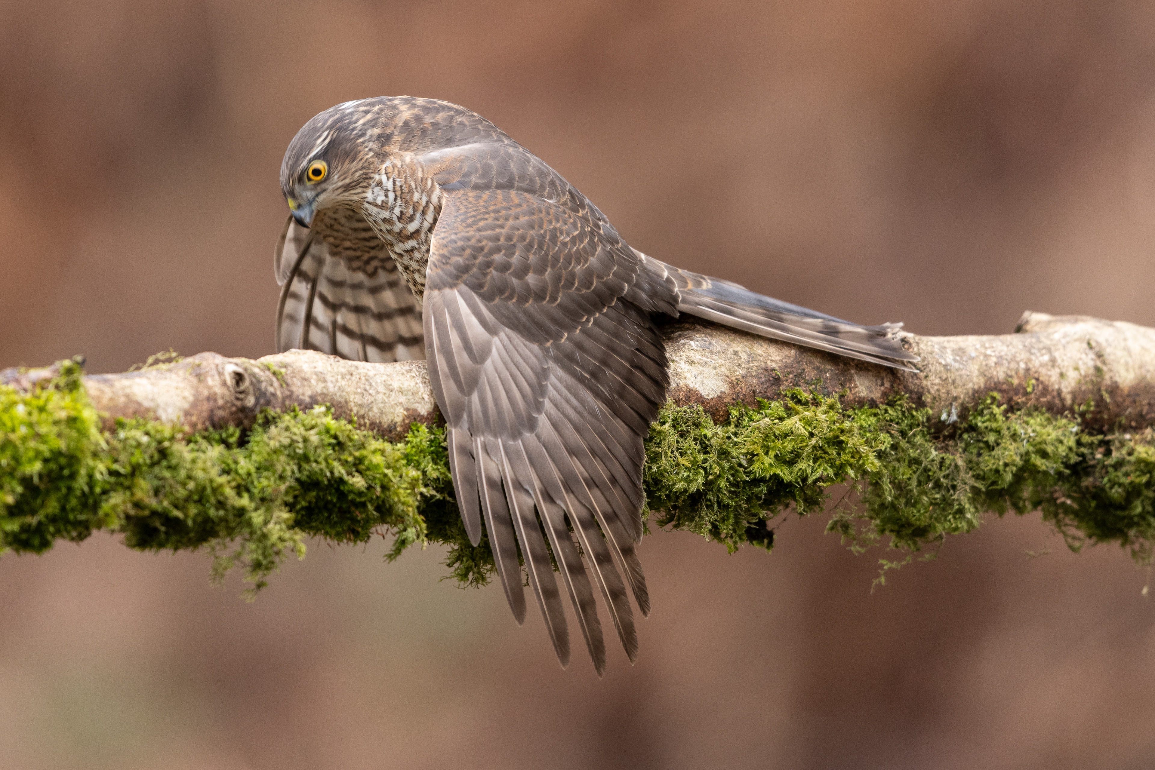 Sparrowhawk
