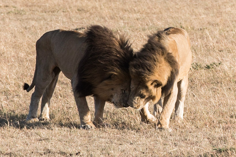 Various Lion action shots