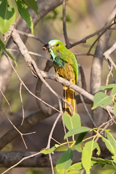Blue Bearded Bee Eater