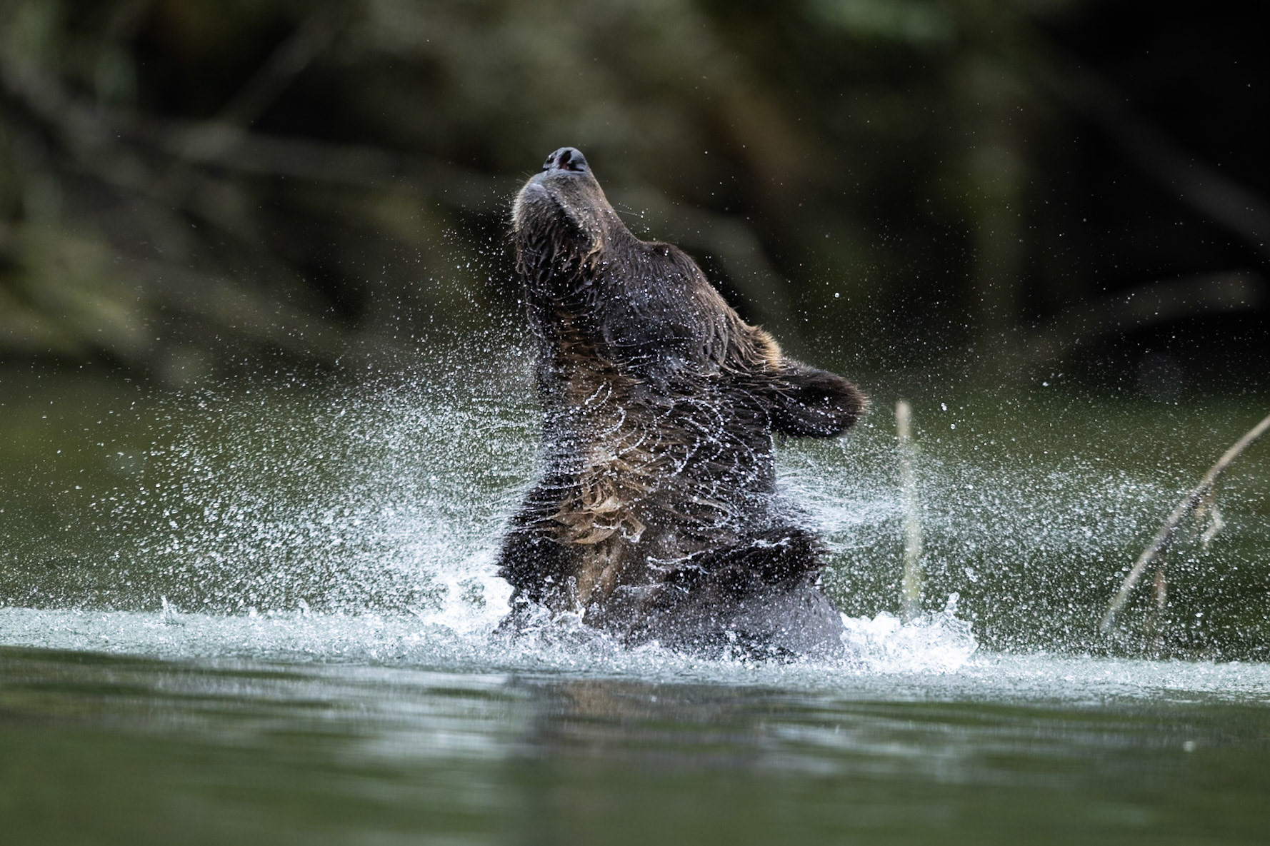 We watched thie bear fishing for salmon as it moved down the river and I captured this shot of it shaking of the excess water