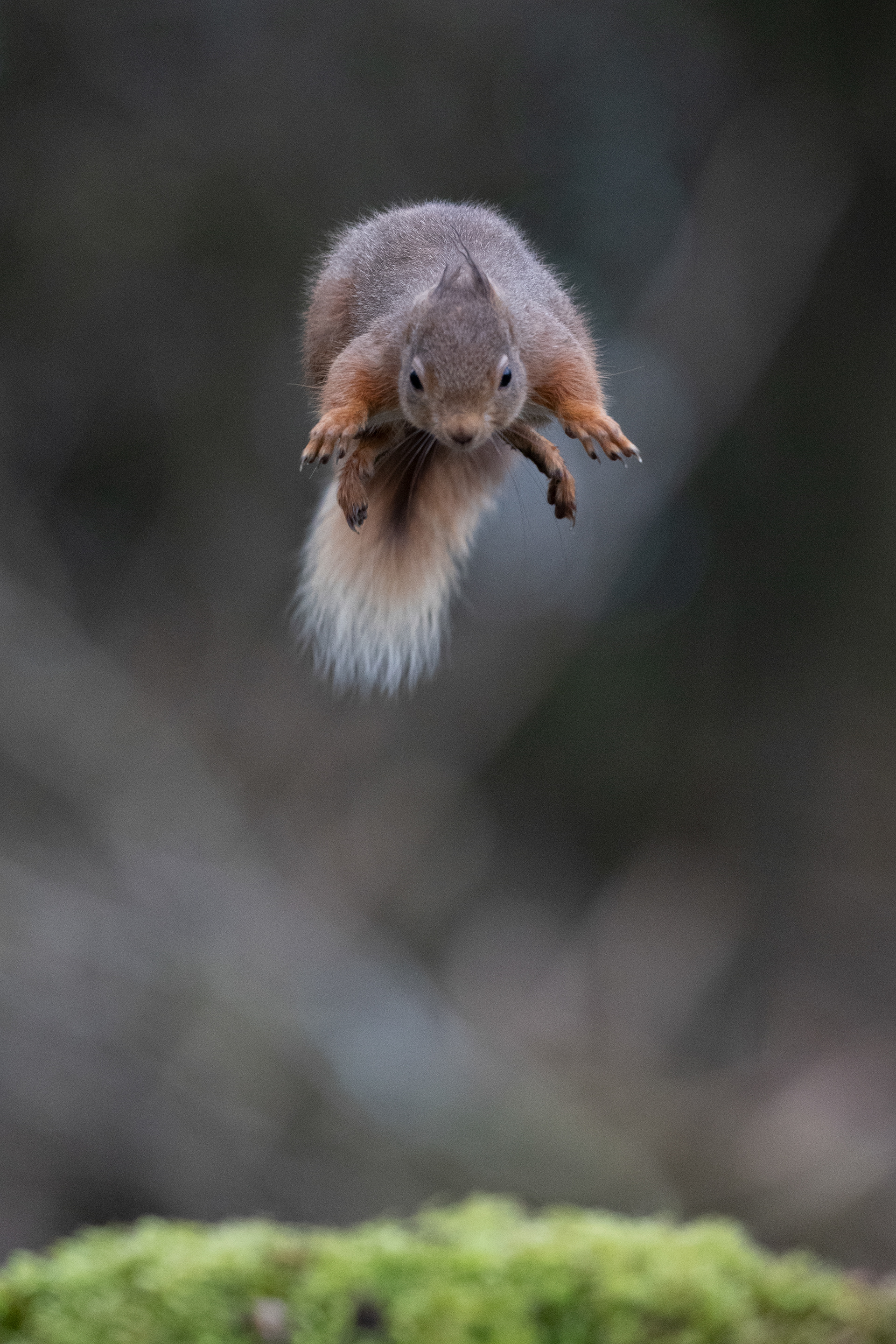 Red Squirrel