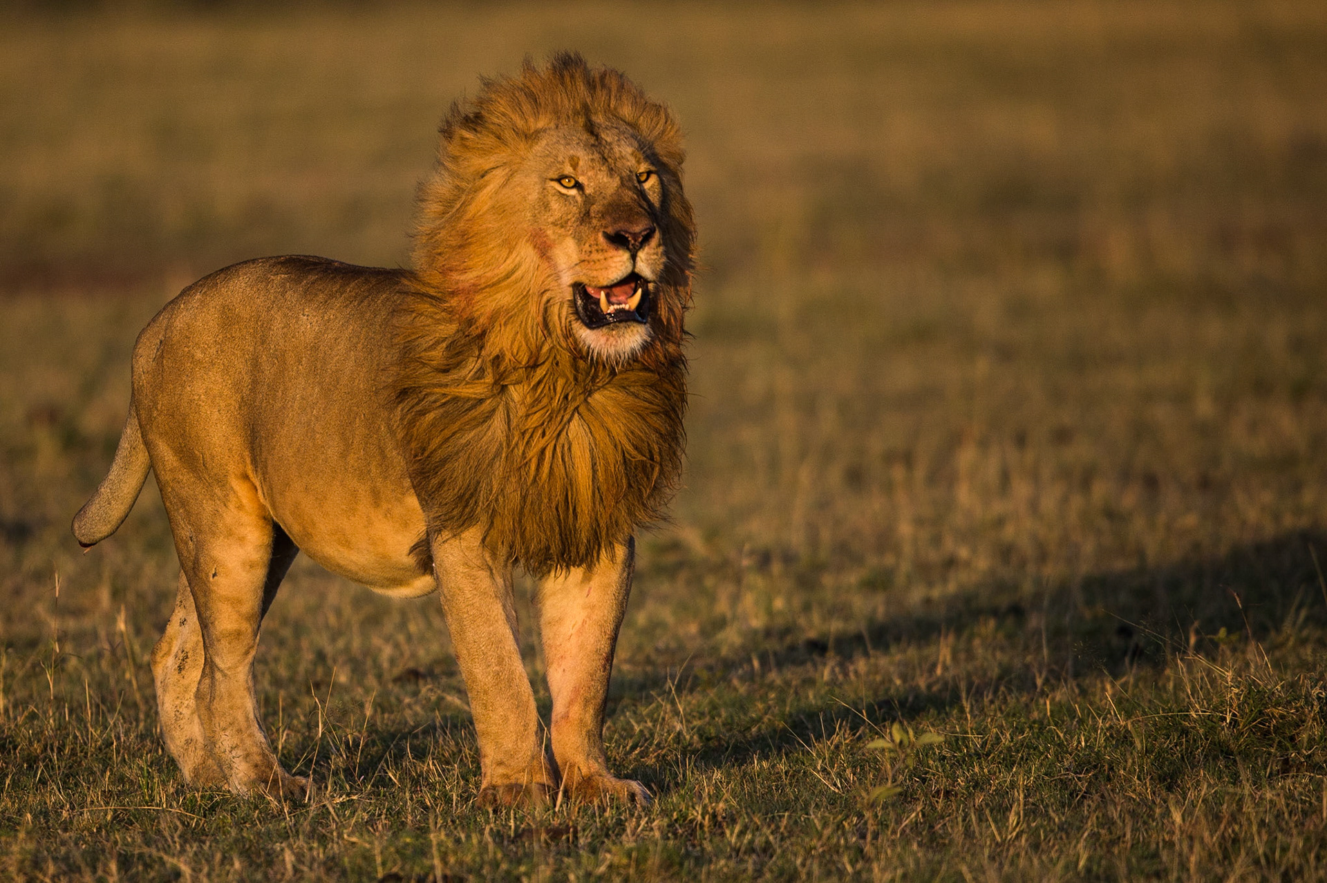 Various Lion action shots