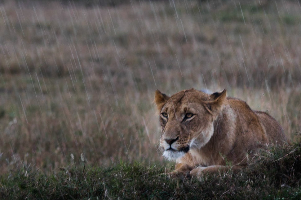 Various Wildlife Scenes