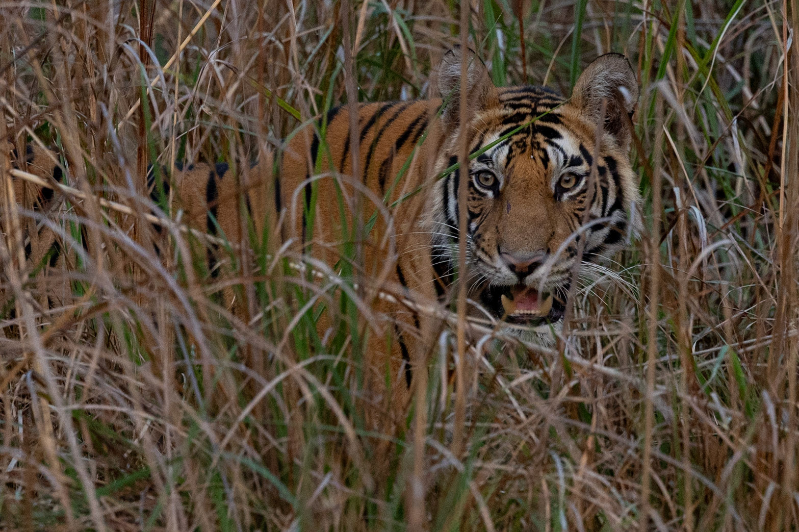 Tiger in the meadow in the early morning