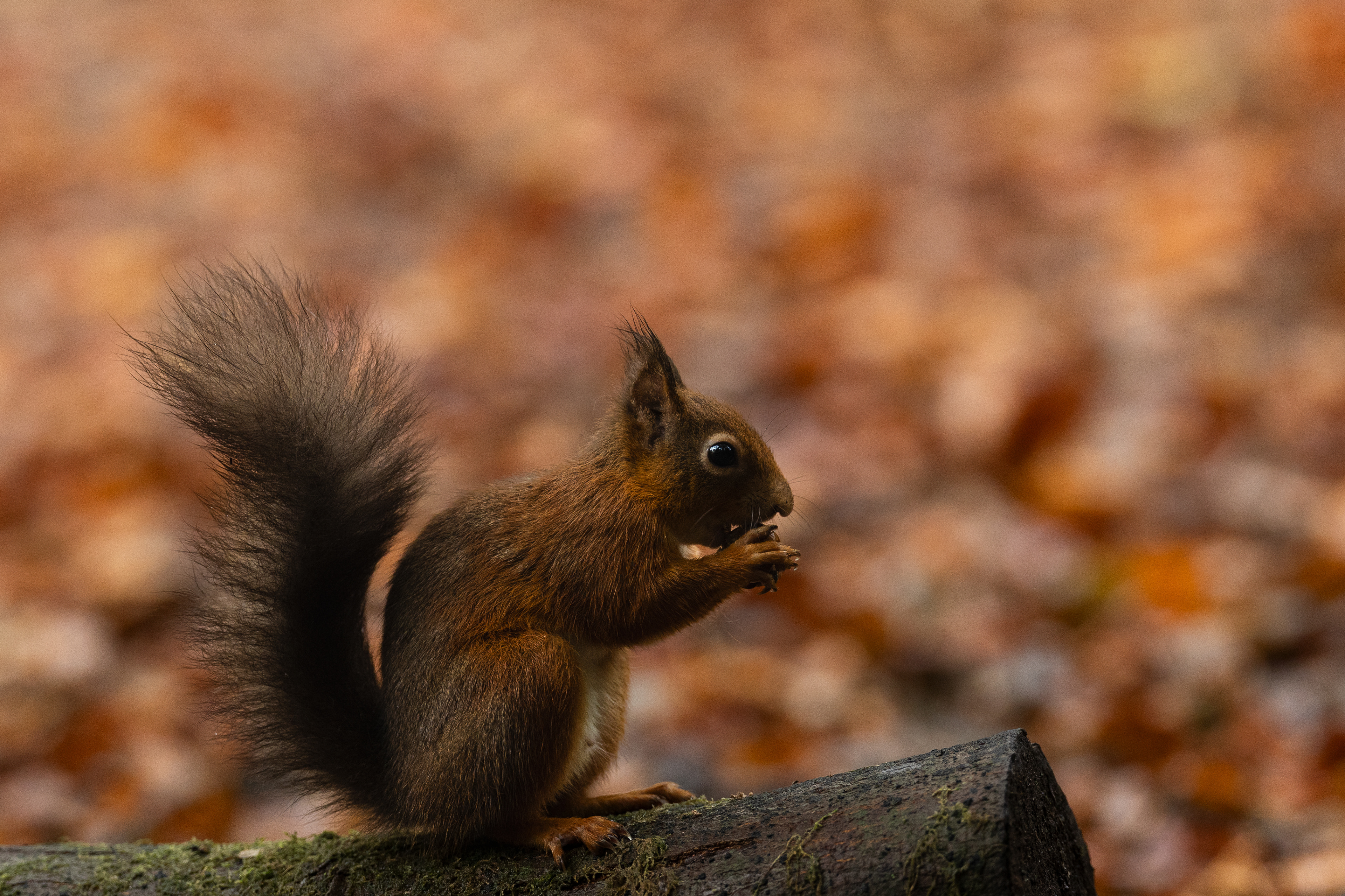 Red Squirrel