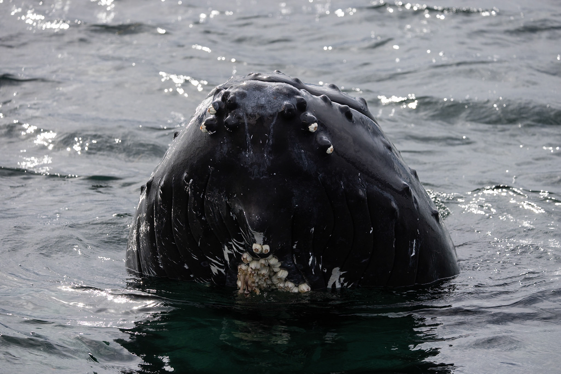 Wildlife of The Great Bear Rainforest