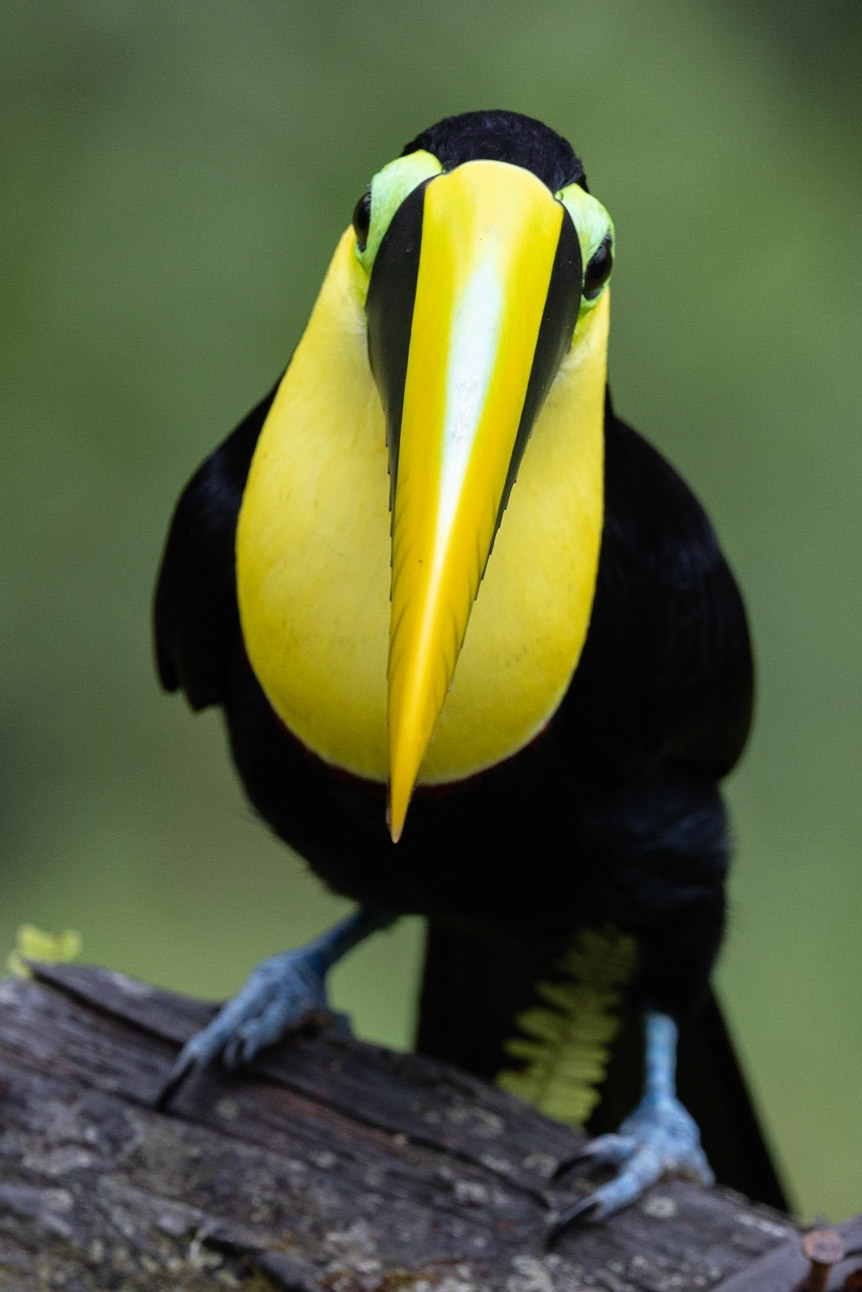 Birds and Mammels of the Cloud Forest