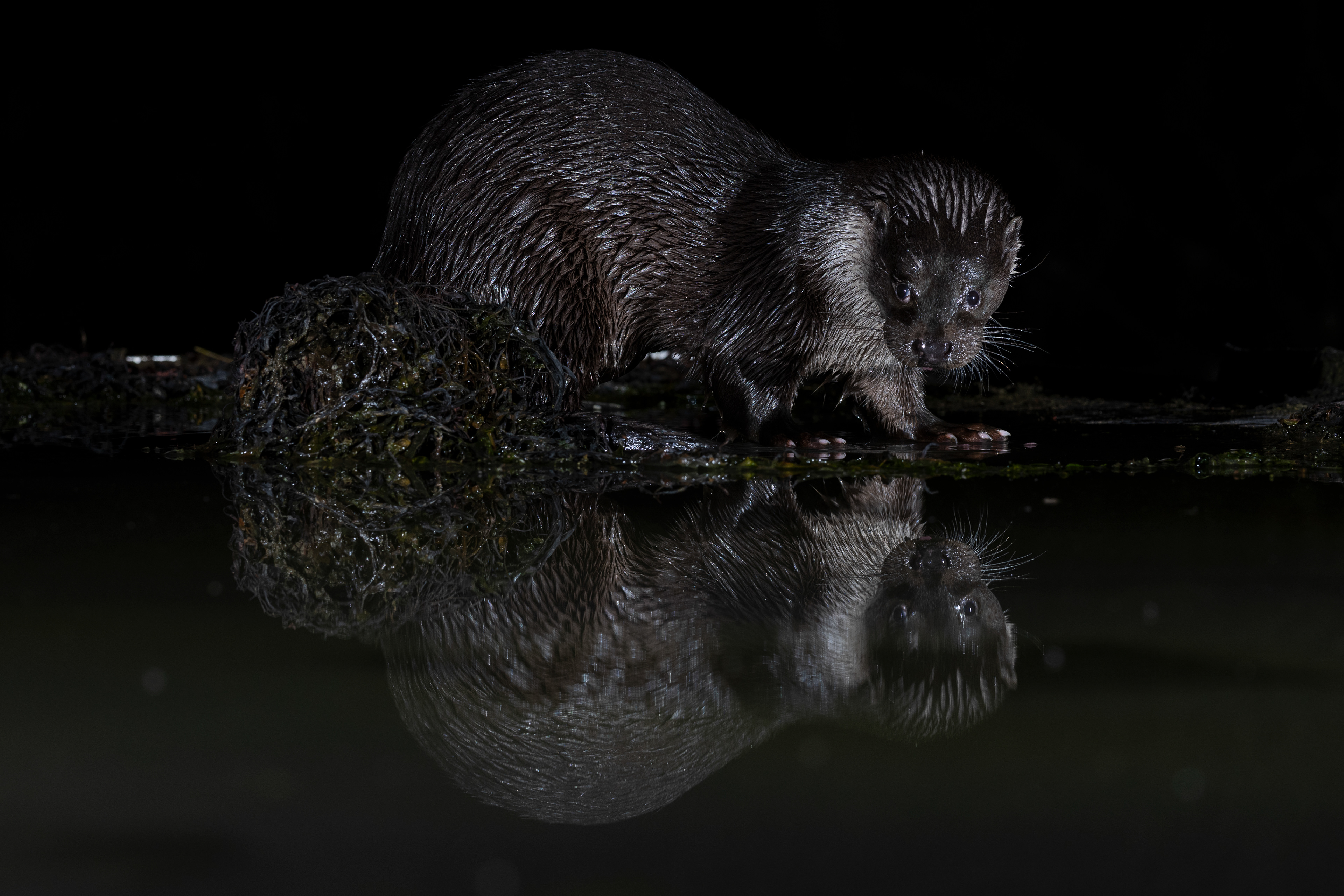 Otter
