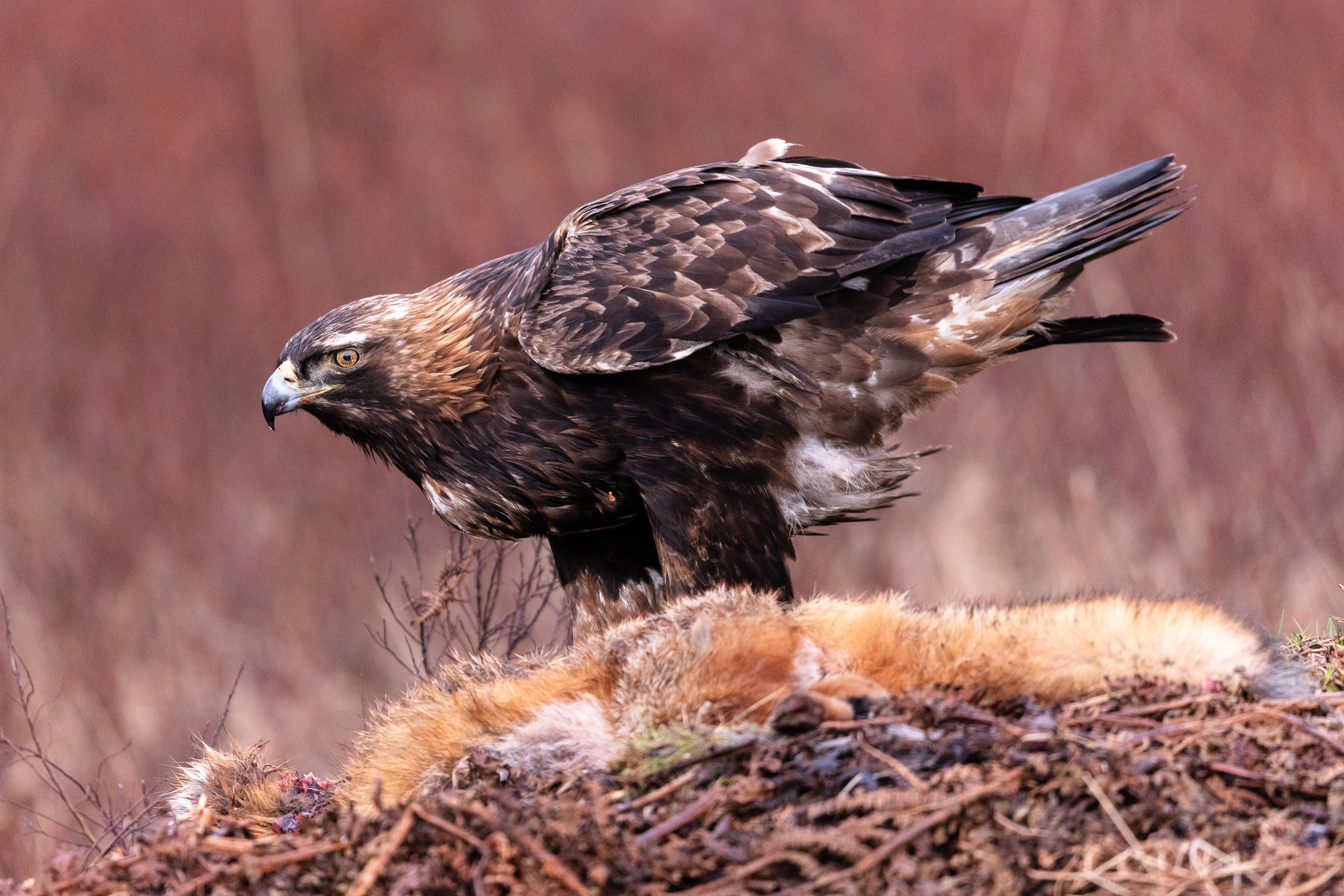 Golden Eagle
