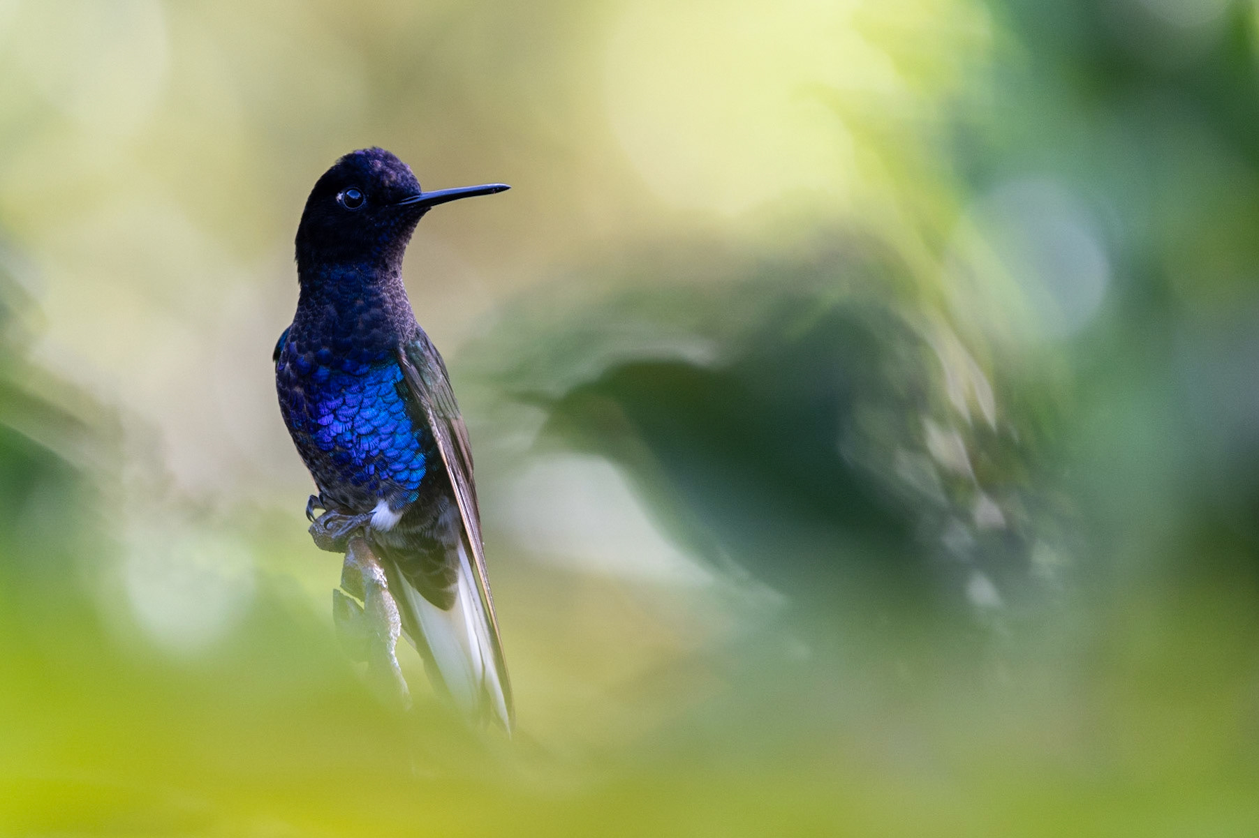 Birds and Mammels of the Cloud Forest