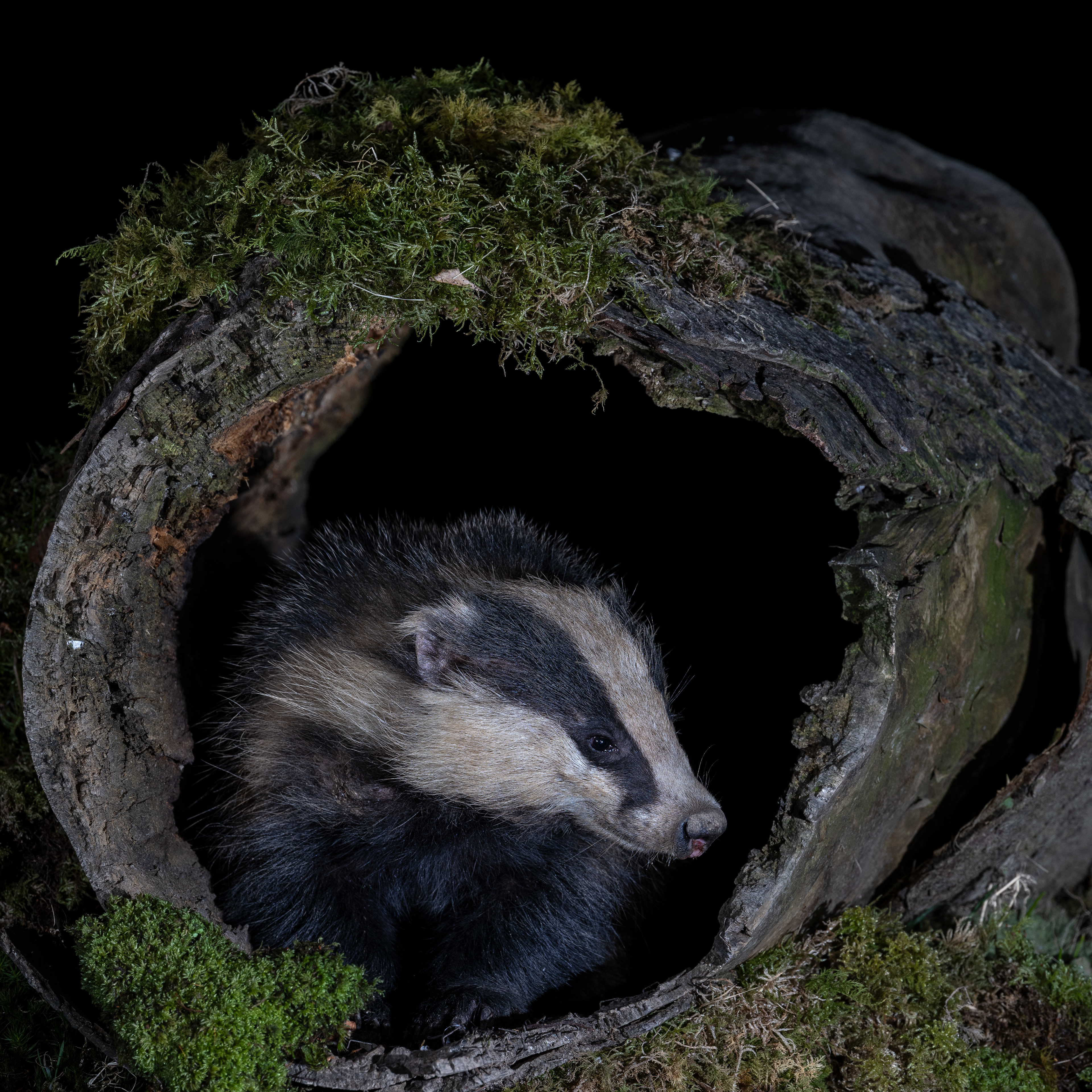 Badger