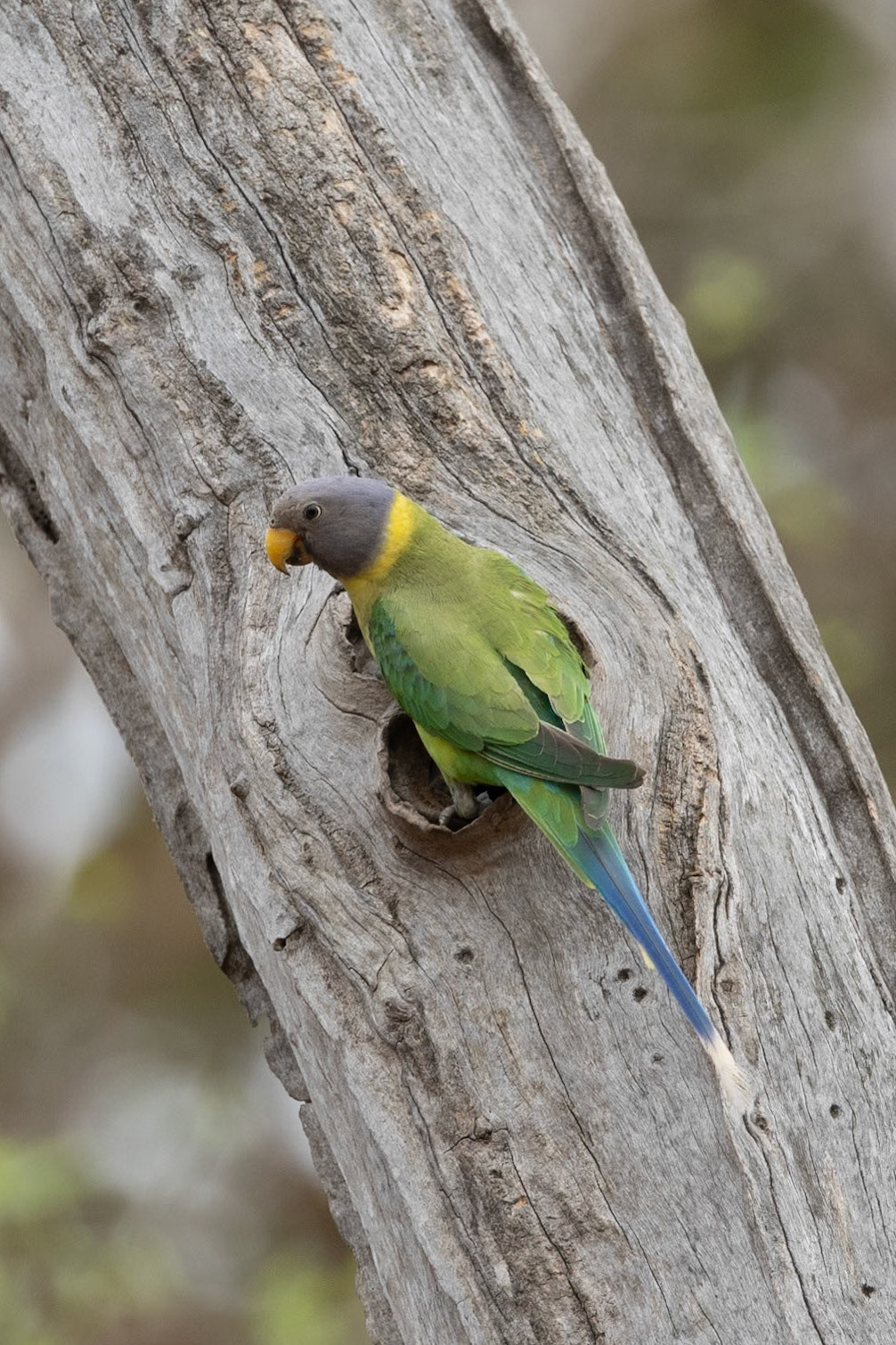 Plum headed Parakeet on a trunk