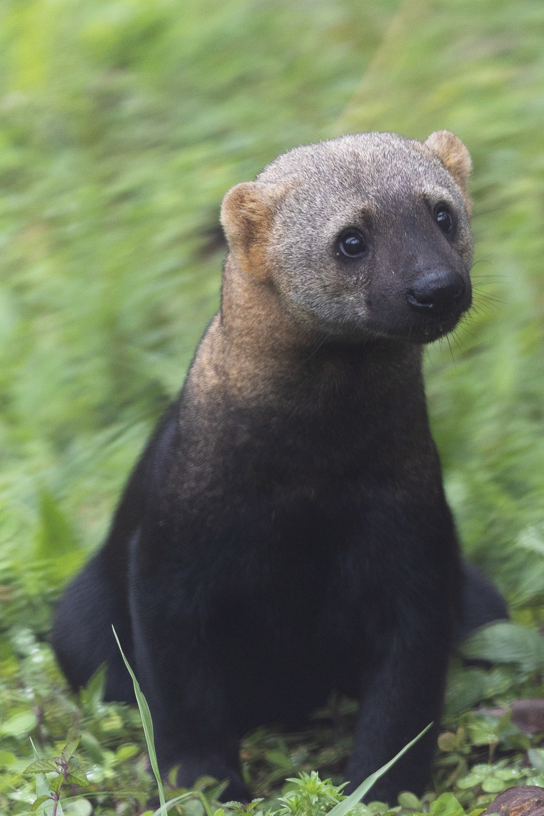 Birds and Mammels of the Cloud Forest