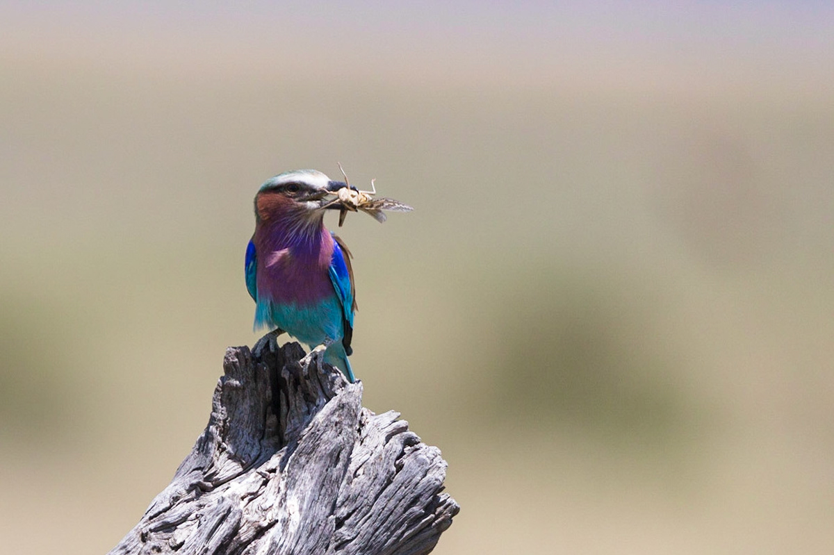 A lilac breasted roller considers how best to tackel a recently caught grasshopper