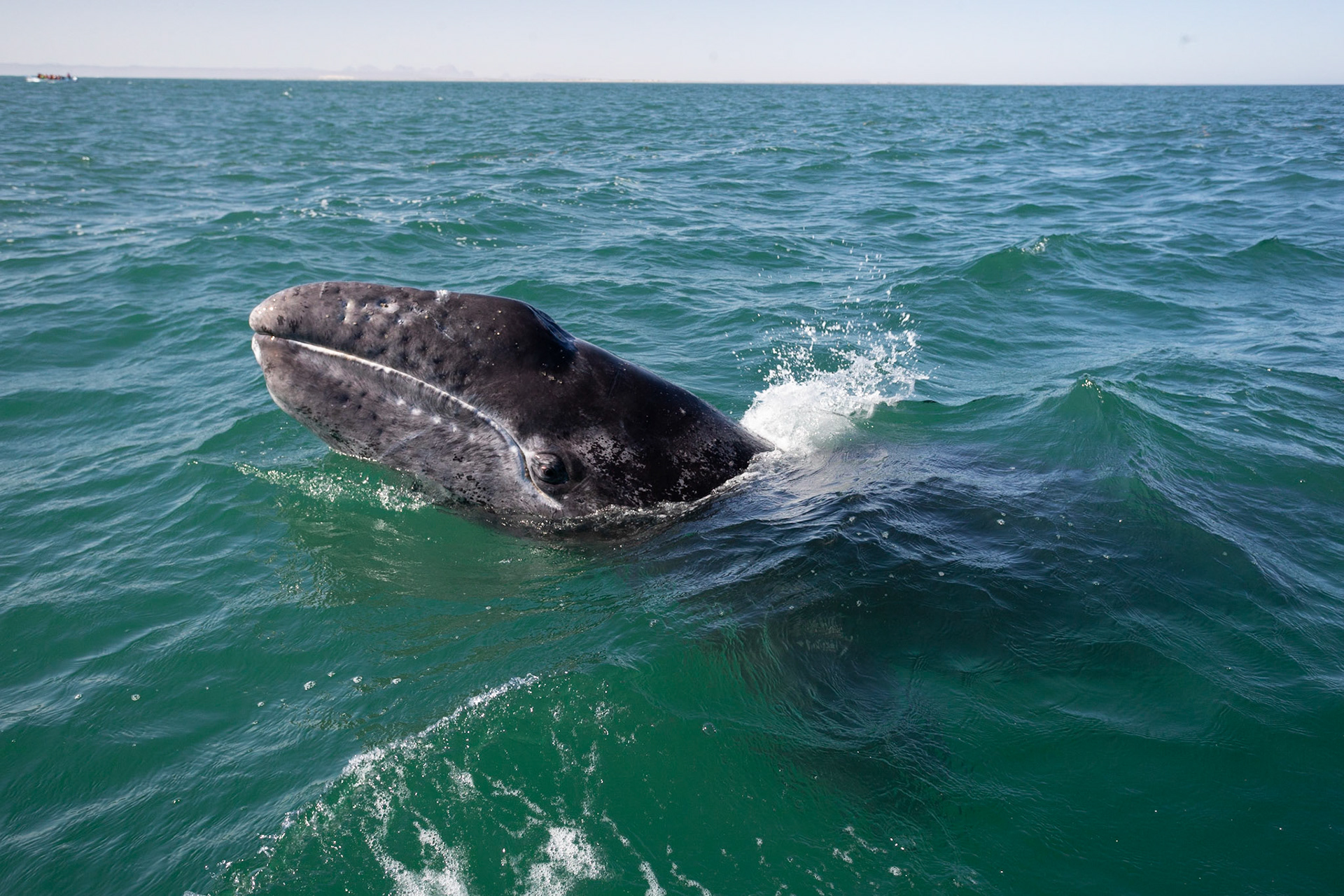 Grey Whale