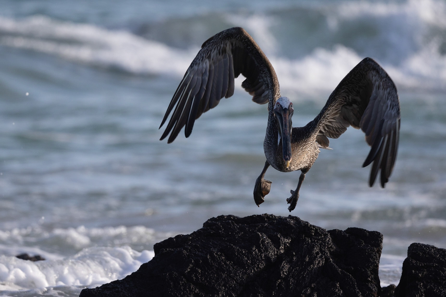 Animals of the Galapgos