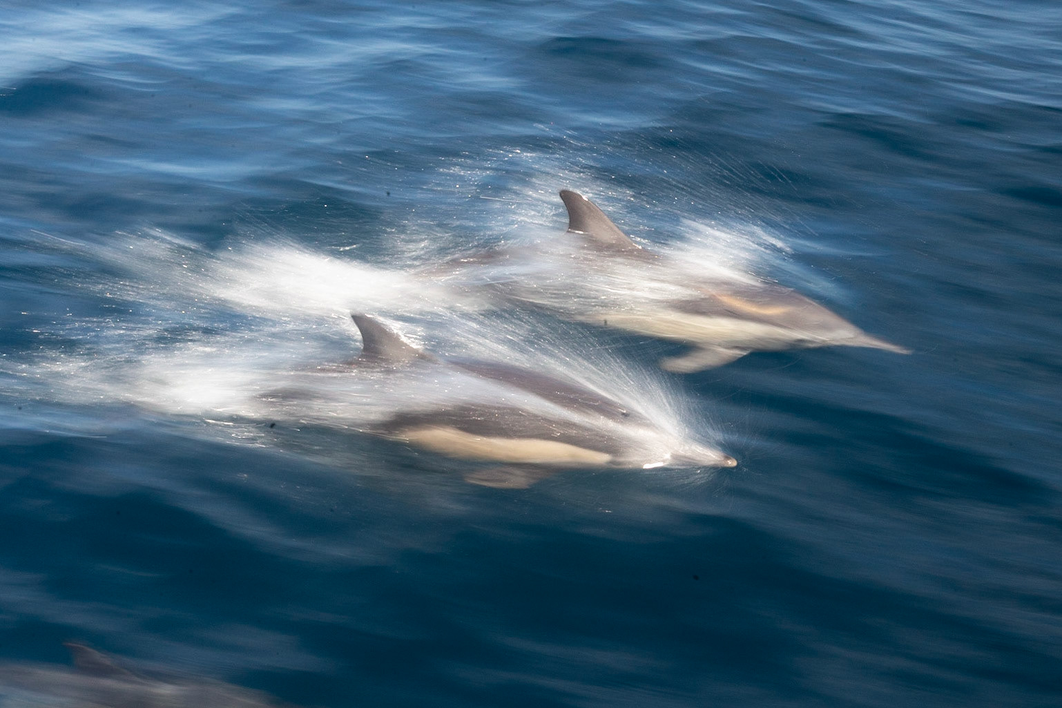 Common Dolphin