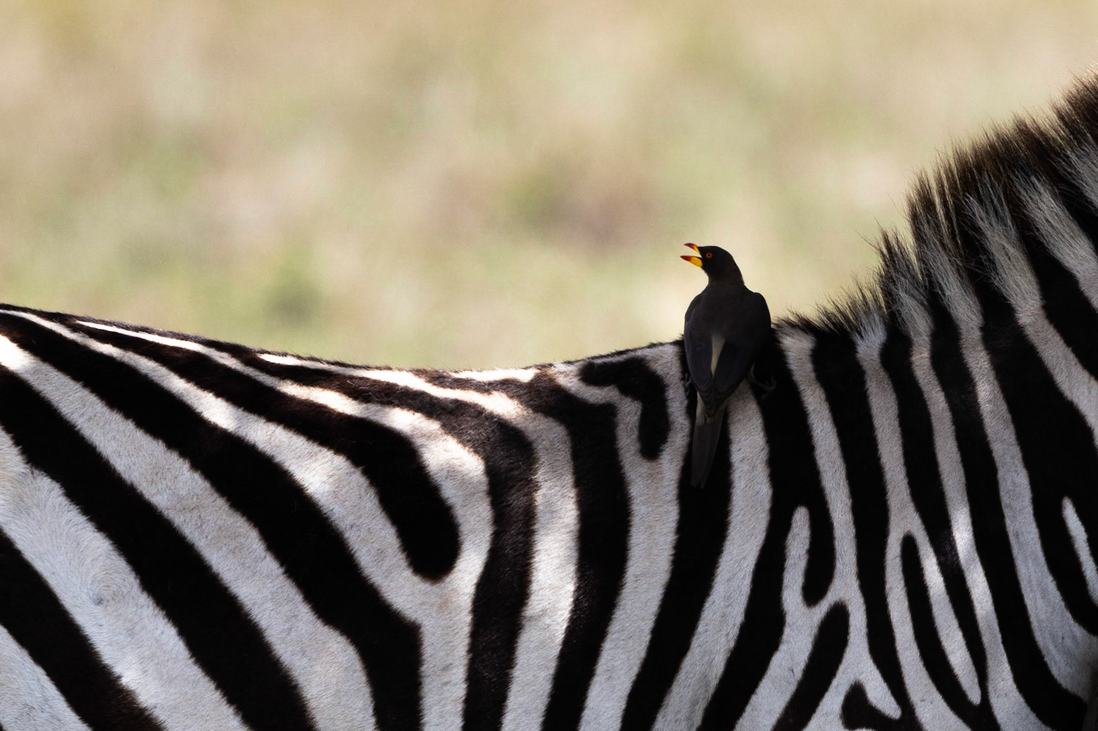 Oxpecker hitching a ride