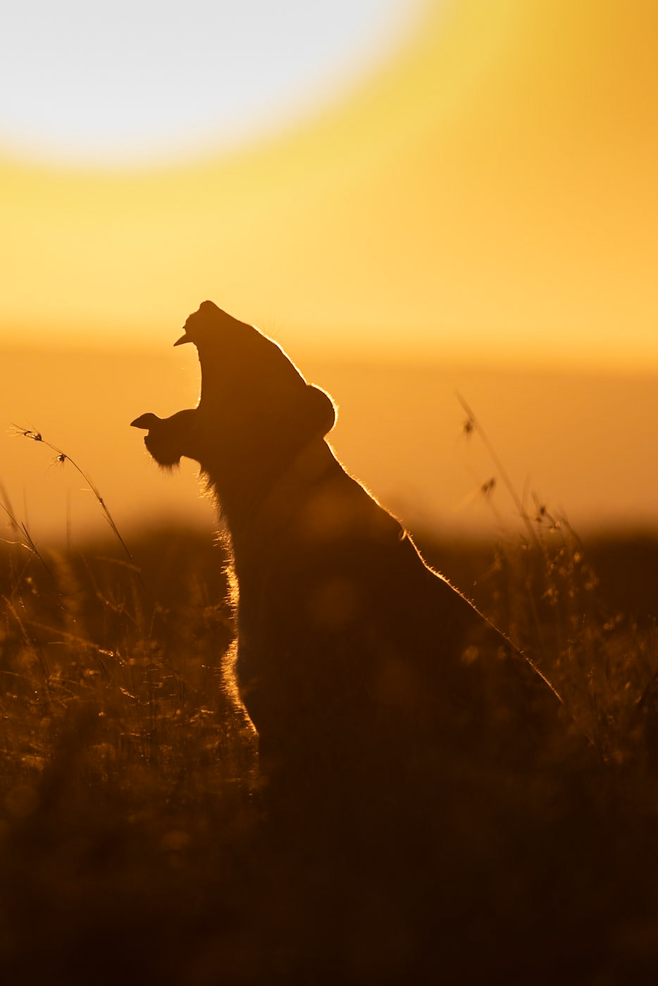 Young lion waking up in the early morning sunrise
