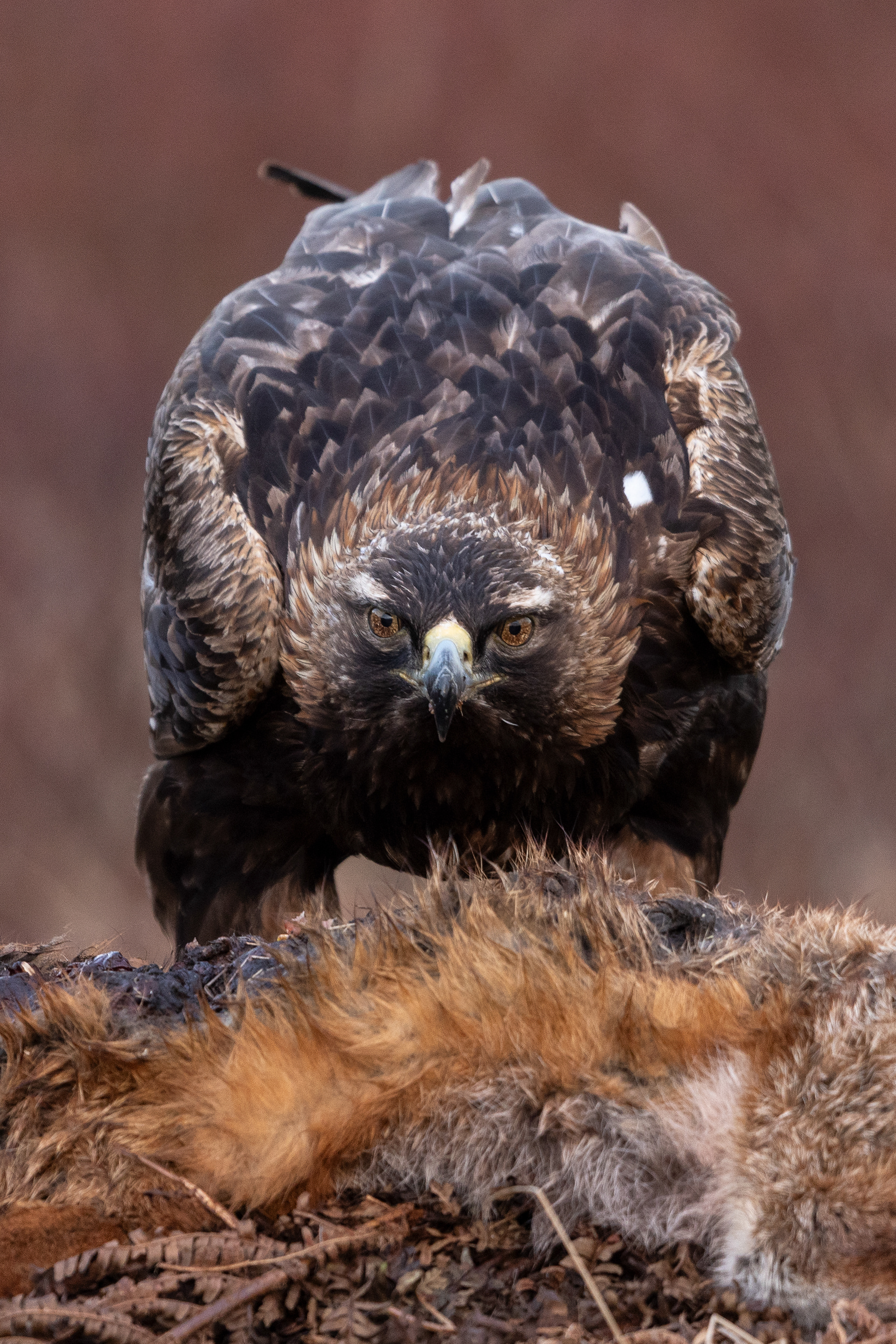 Golden Eagle