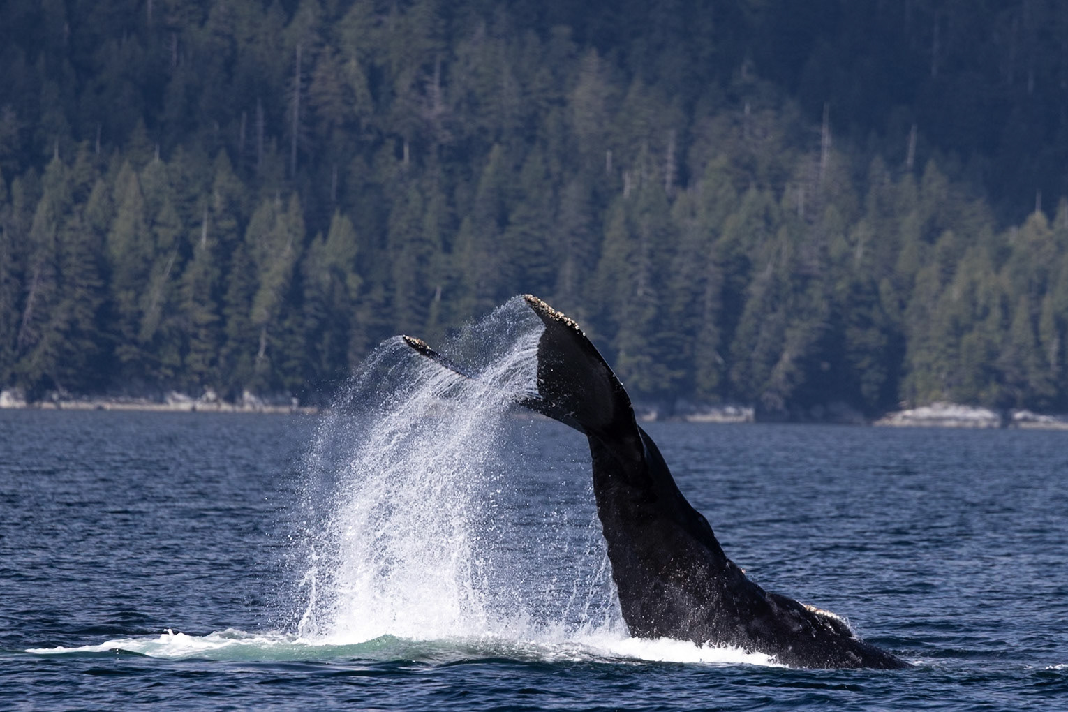 Wildlife of The Great Bear Rainforest