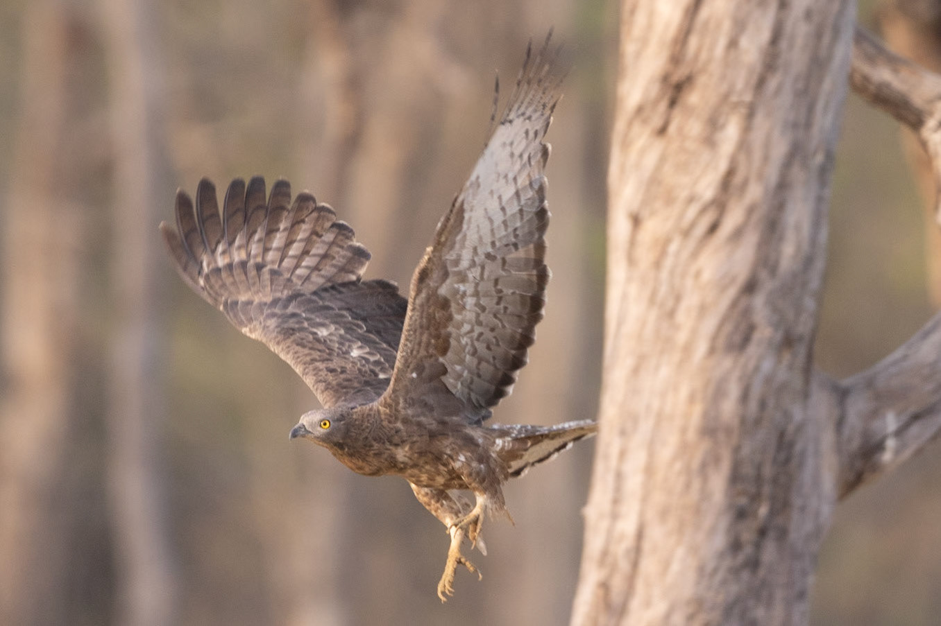 Crested Honey Buzzard in flight