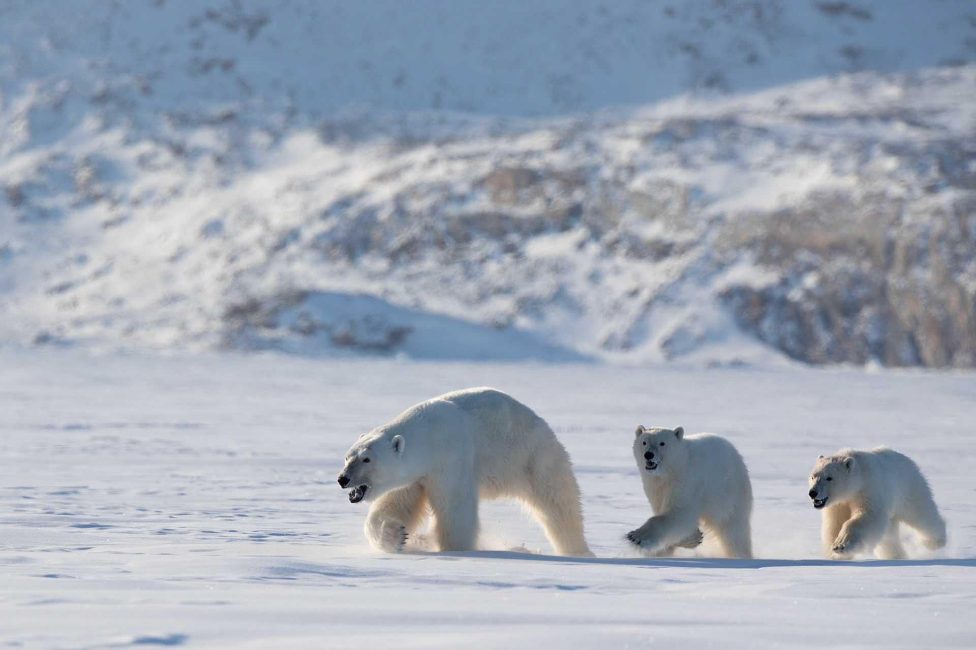 Polar Charge