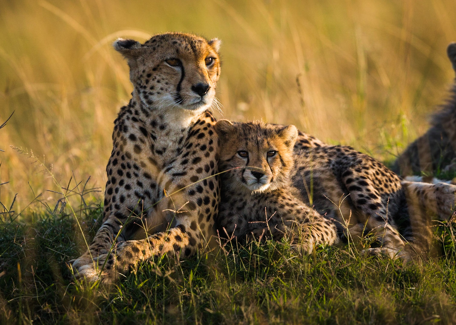 We had an amazing morning watching this mother and cub relaxing, hunting and playing. Masai Mara, Kenya