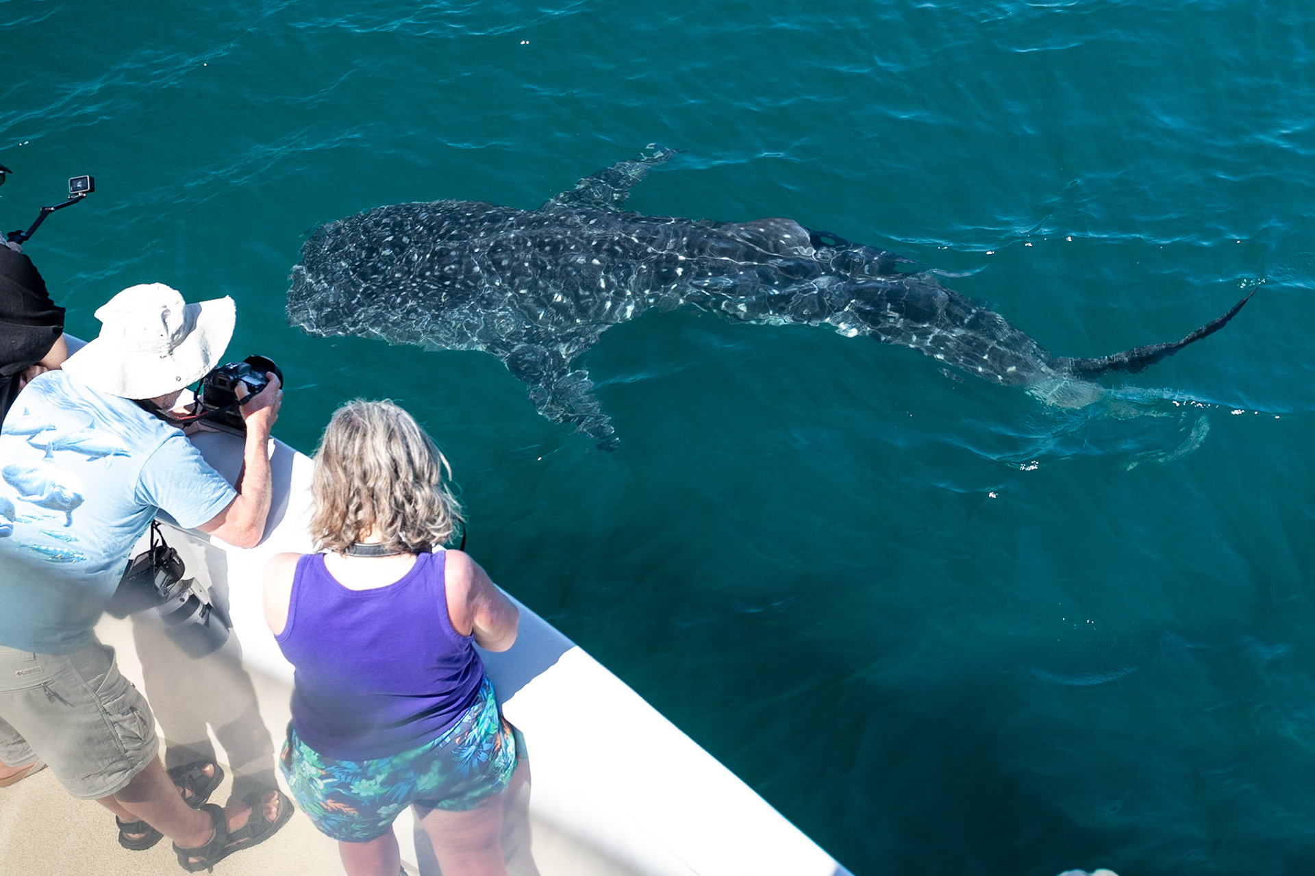 Whale Shark