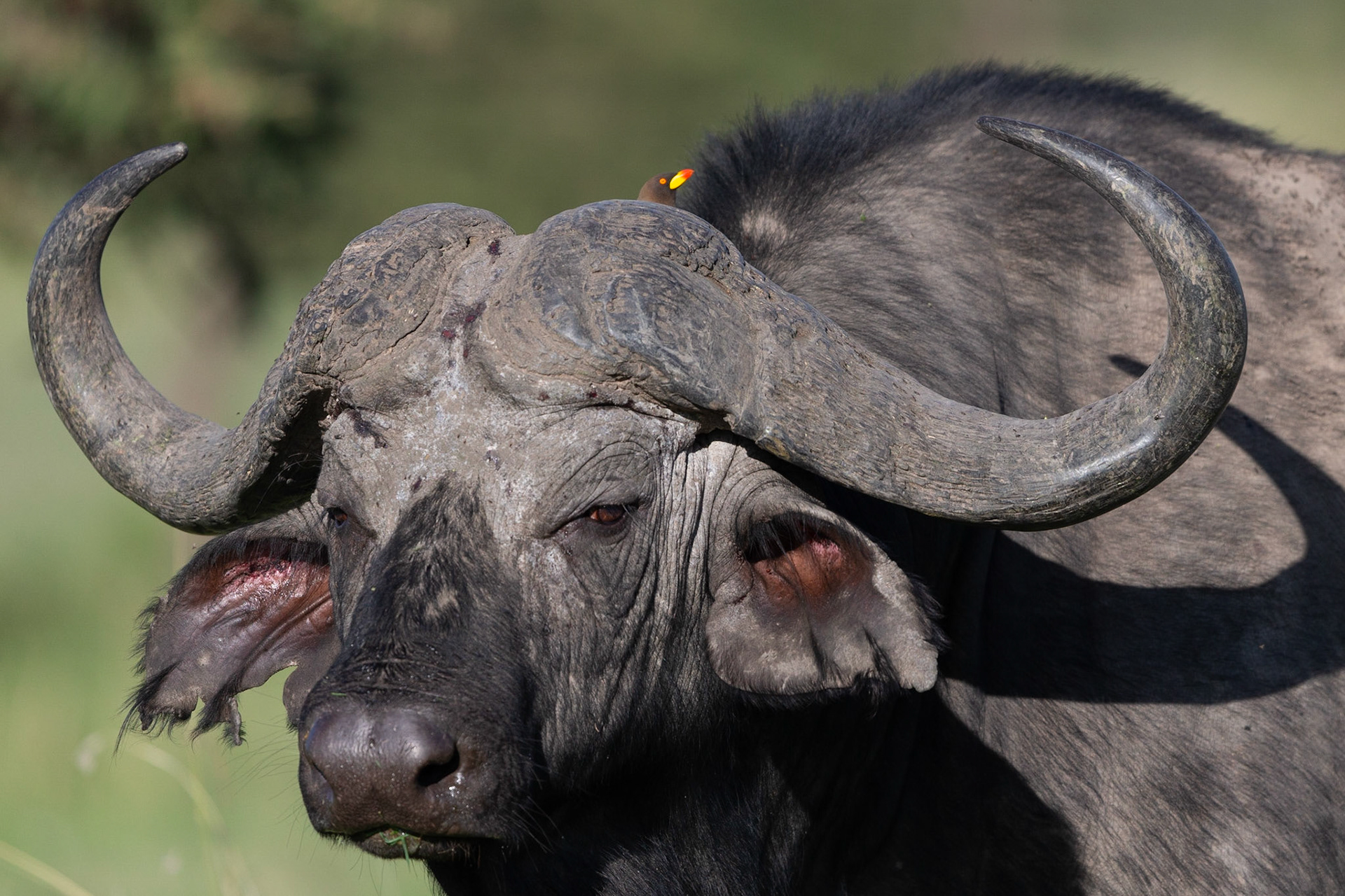 This photo shows a Yellow Billed Oxpecker in its favourite environment / feeding ground on the back of a large mammal. Masai Mar, Kenya.