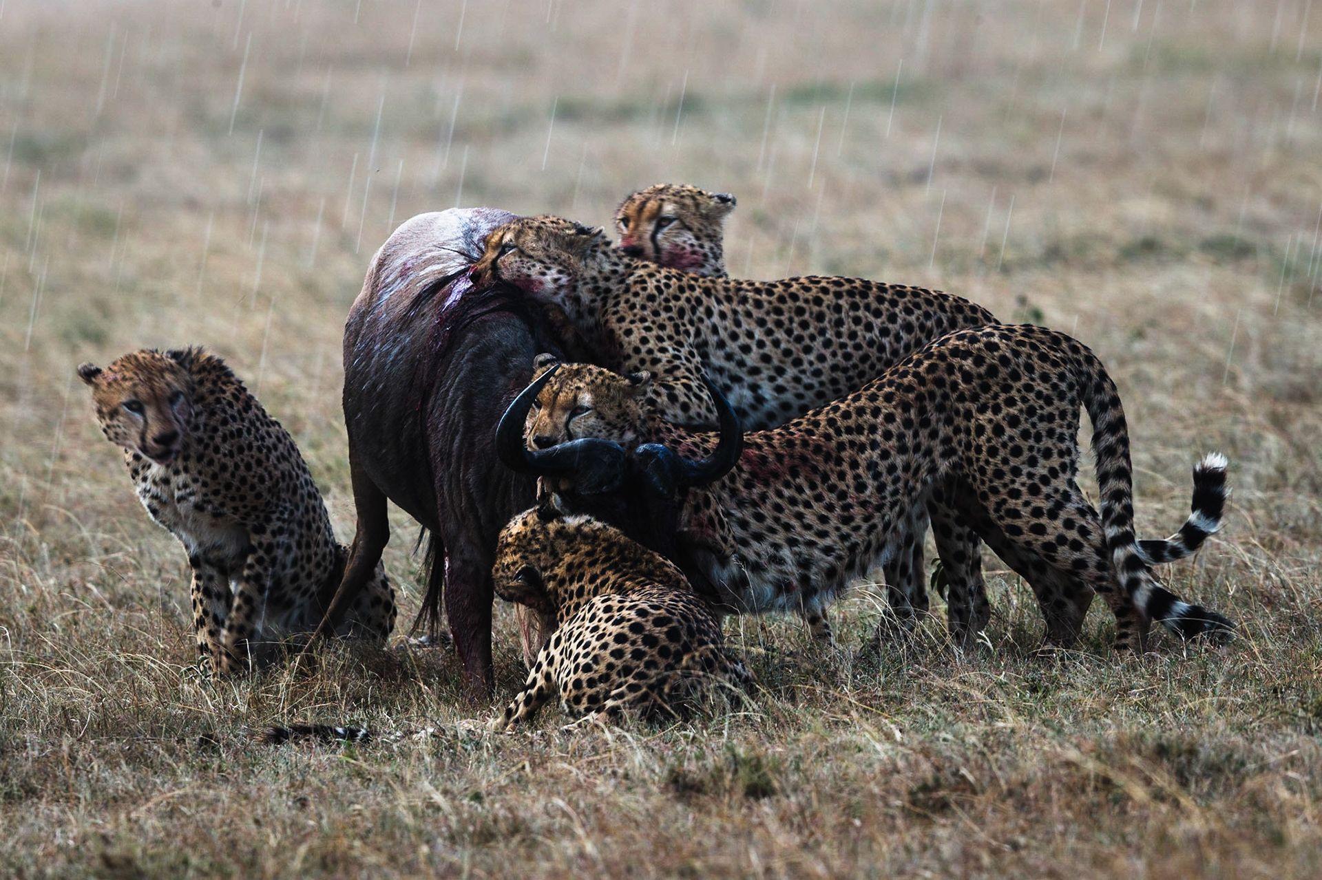 We followed these 5 cheetahs for over a day before we watched them single out an adult wildebeest to hunt. I took over 15 minutes for the wildebeest to succumb to the cheetahs and provide them a well earnt meal.